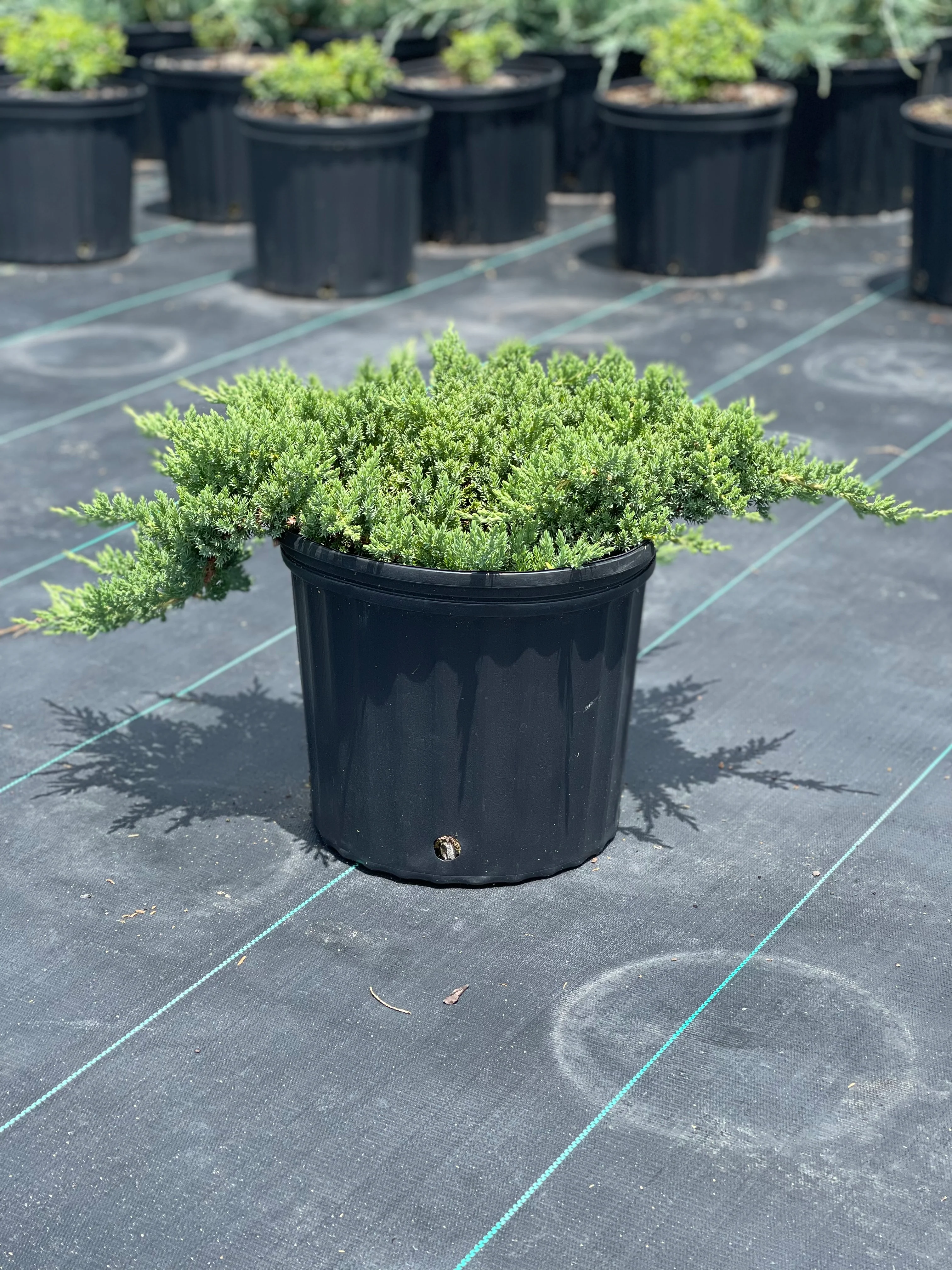 Green Mound Juniper - Image 3