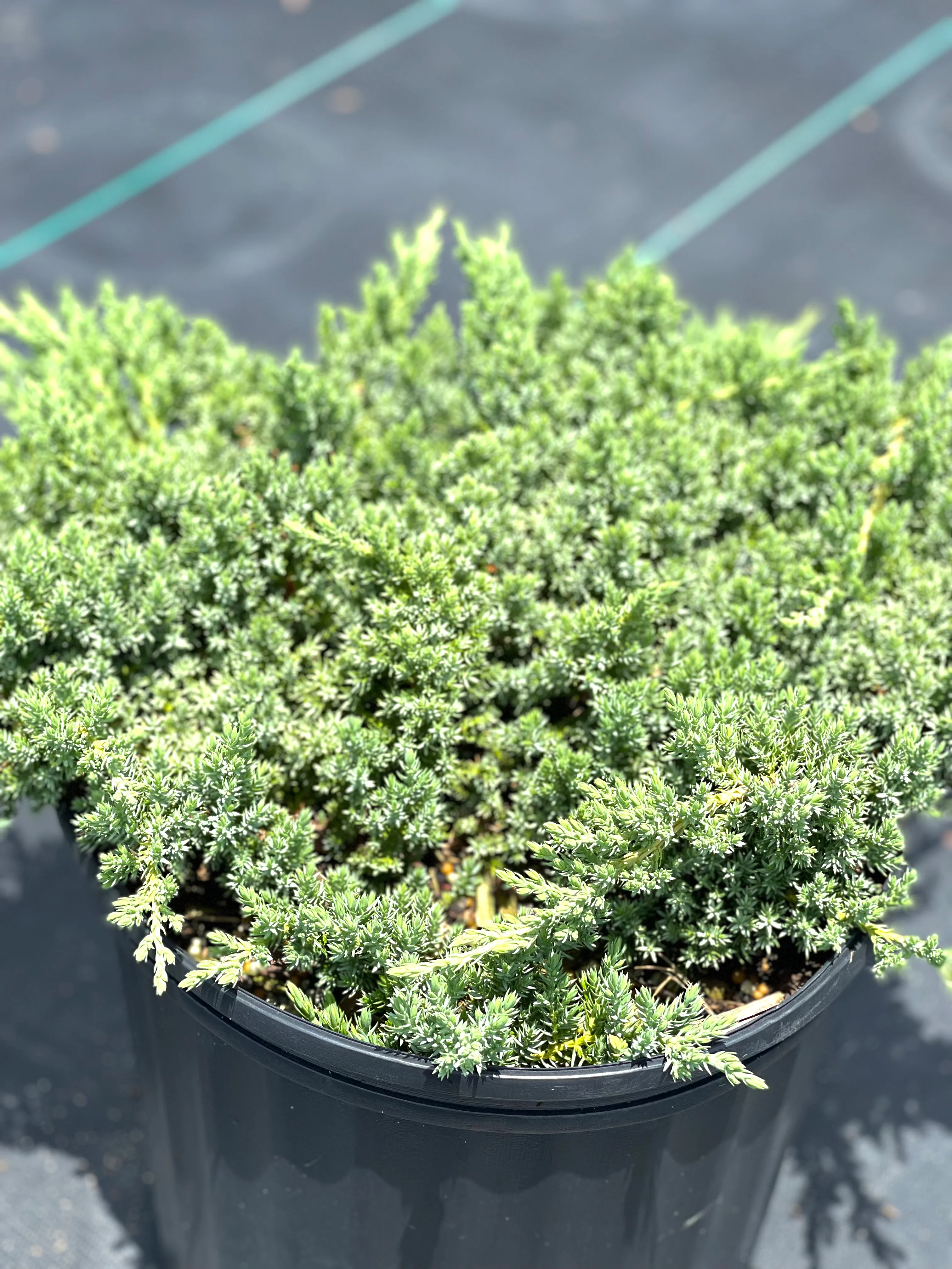 Green Mound Juniper - Image 4