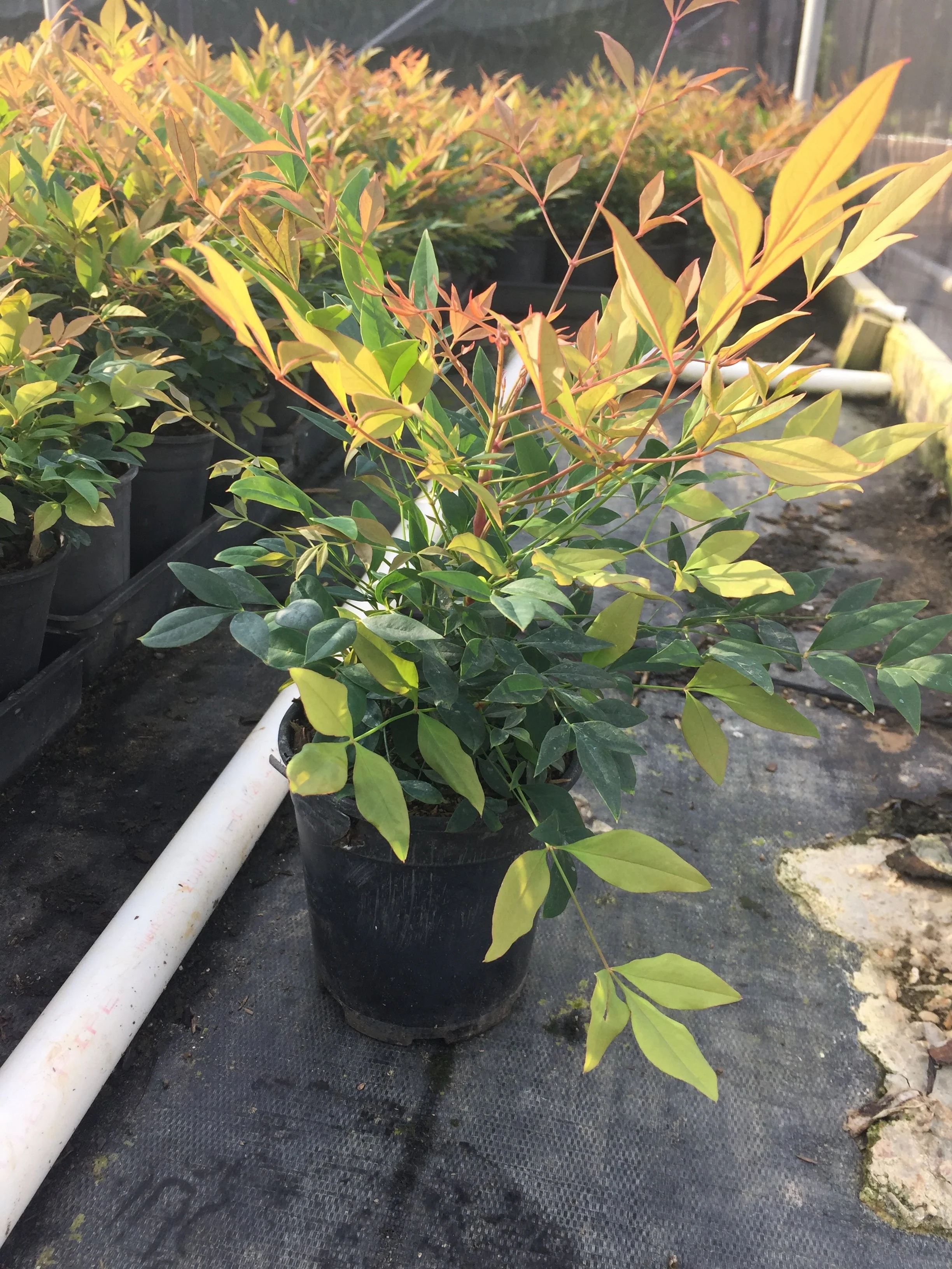Gulf Stream Nandina - Image 3