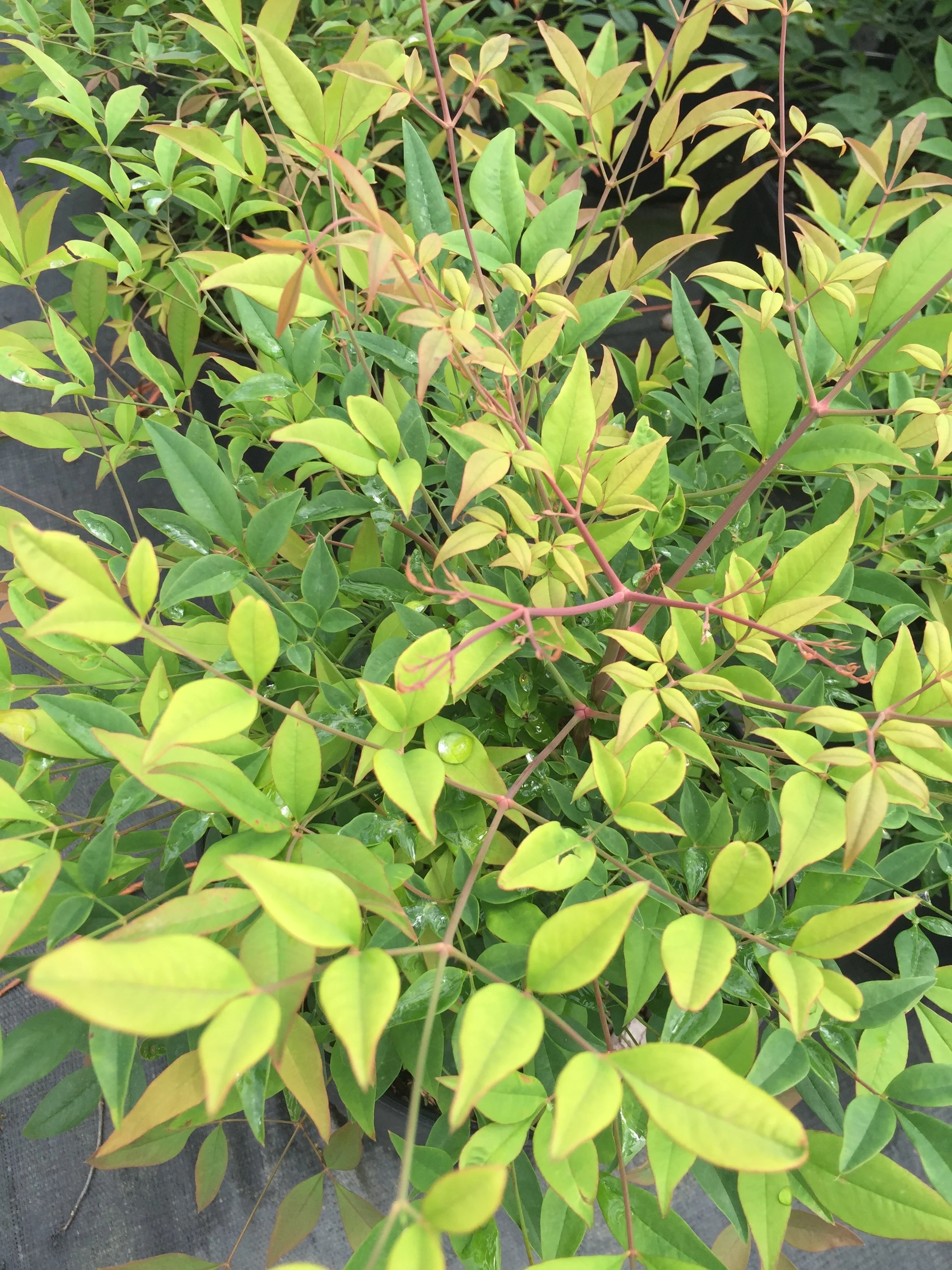 Gulf Stream Nandina - Image 4
