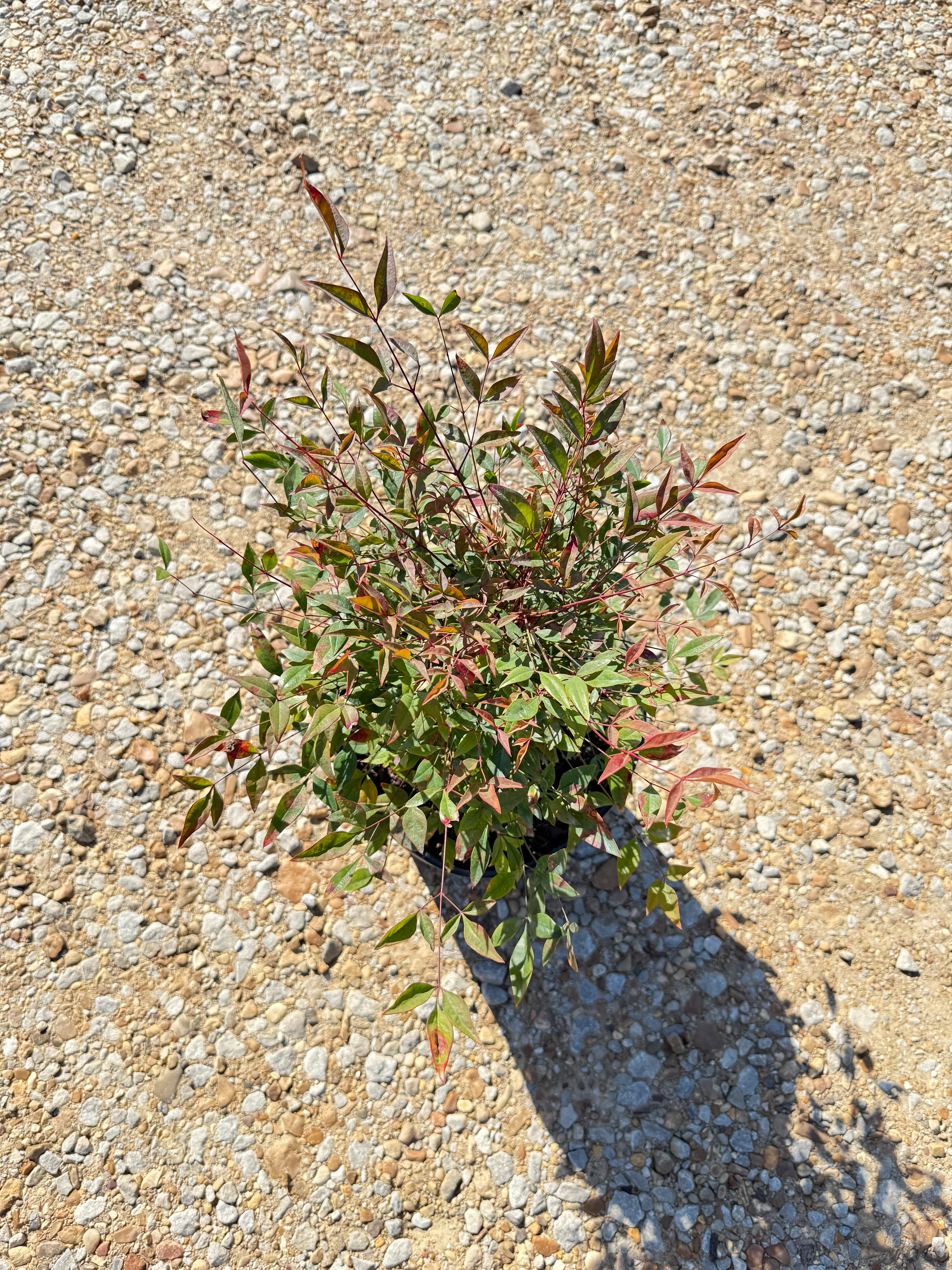 Gulf Stream Nandina - Image 5