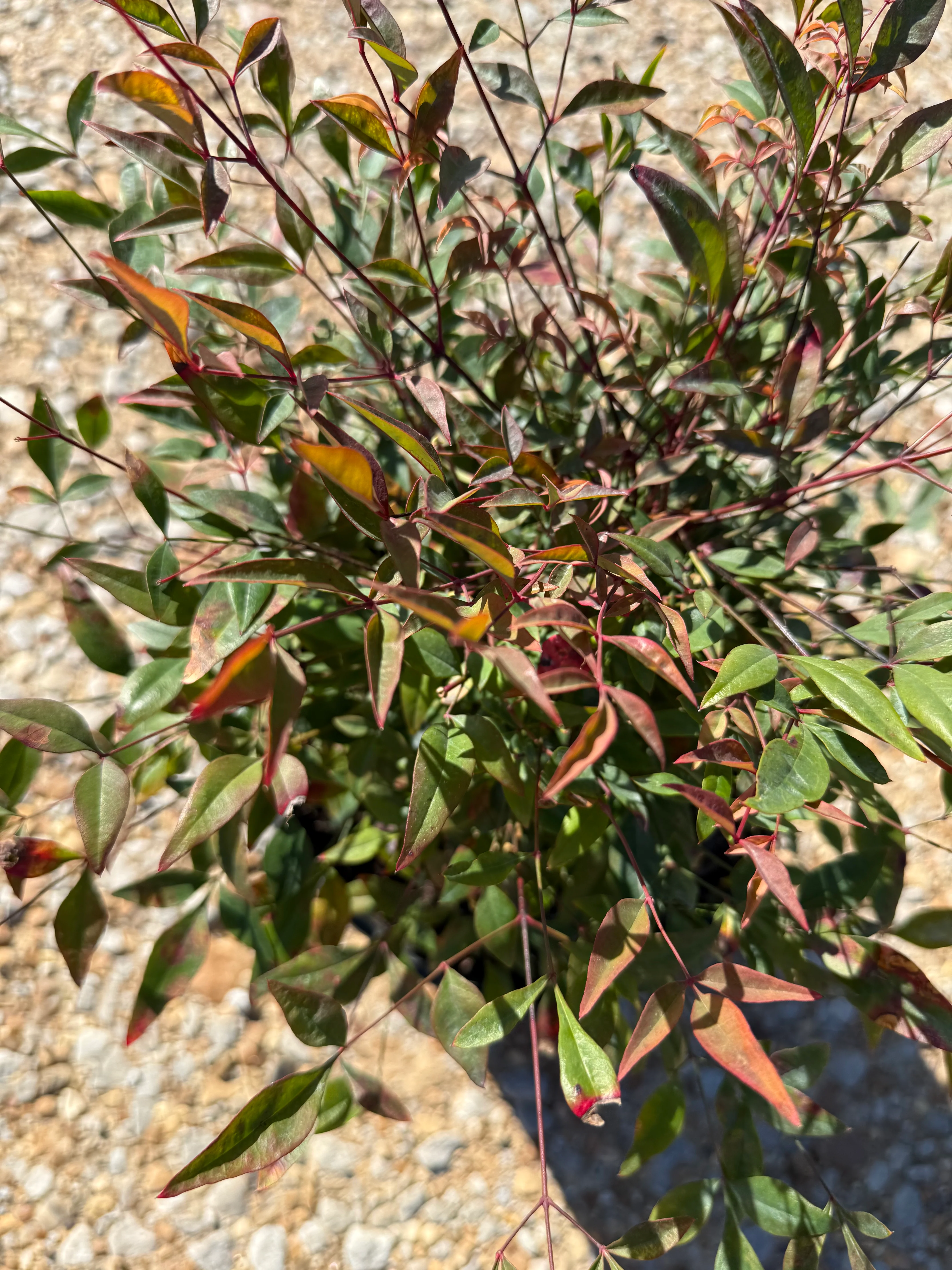 Gulf Stream Nandina - Image 6