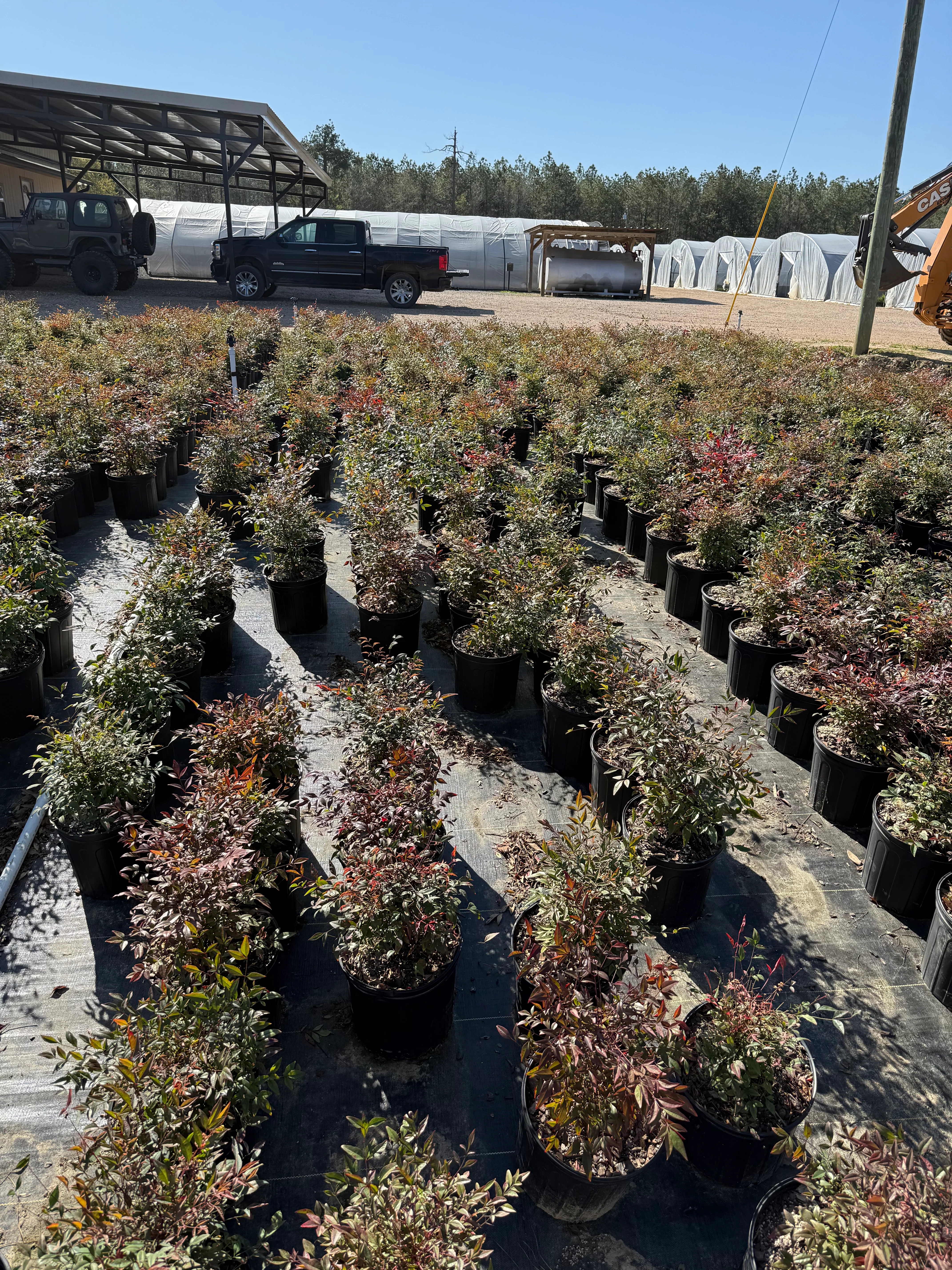 Gulf Stream Nandina - Image 7