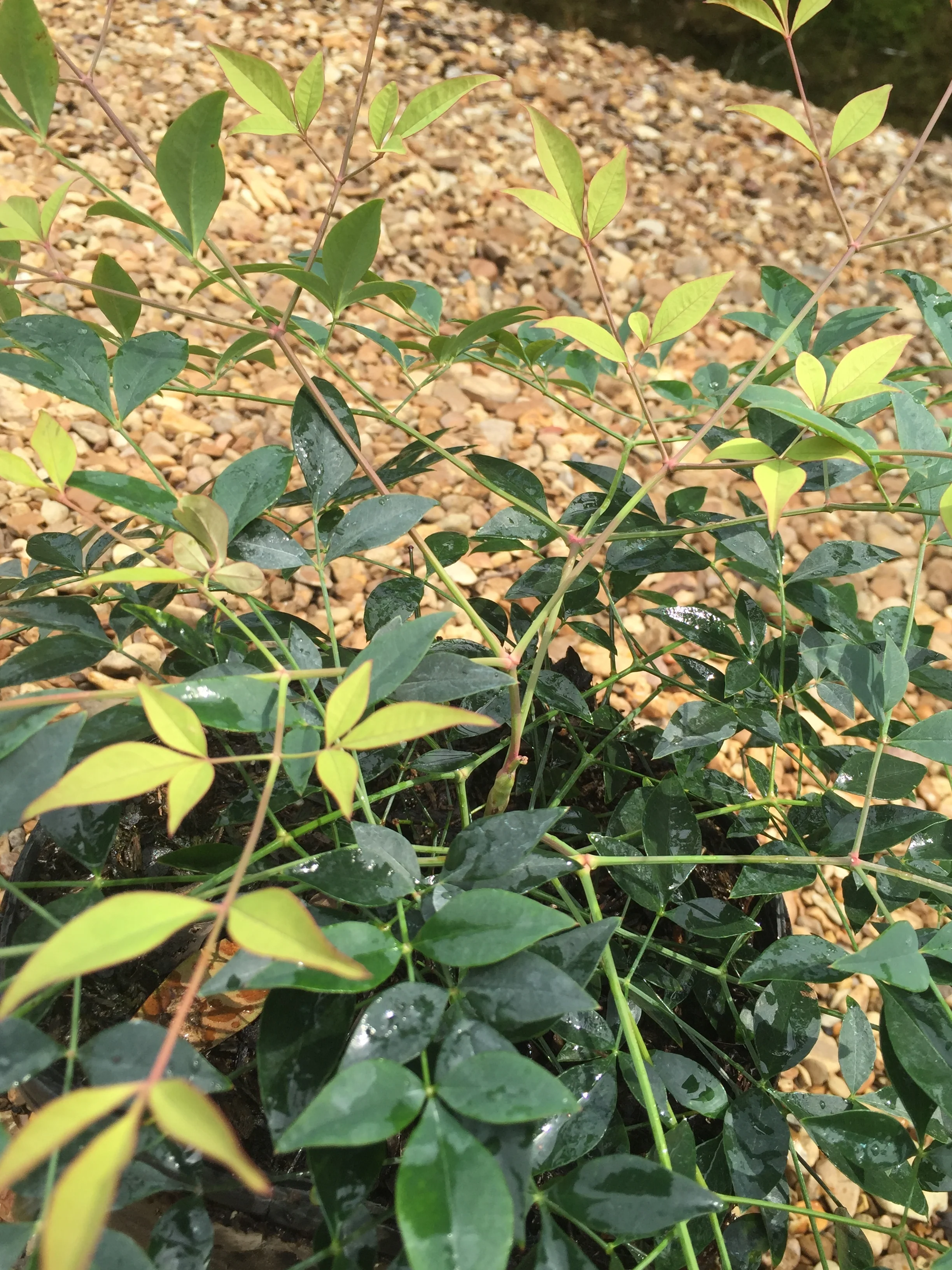Harbor Belle Nandina - Image 4