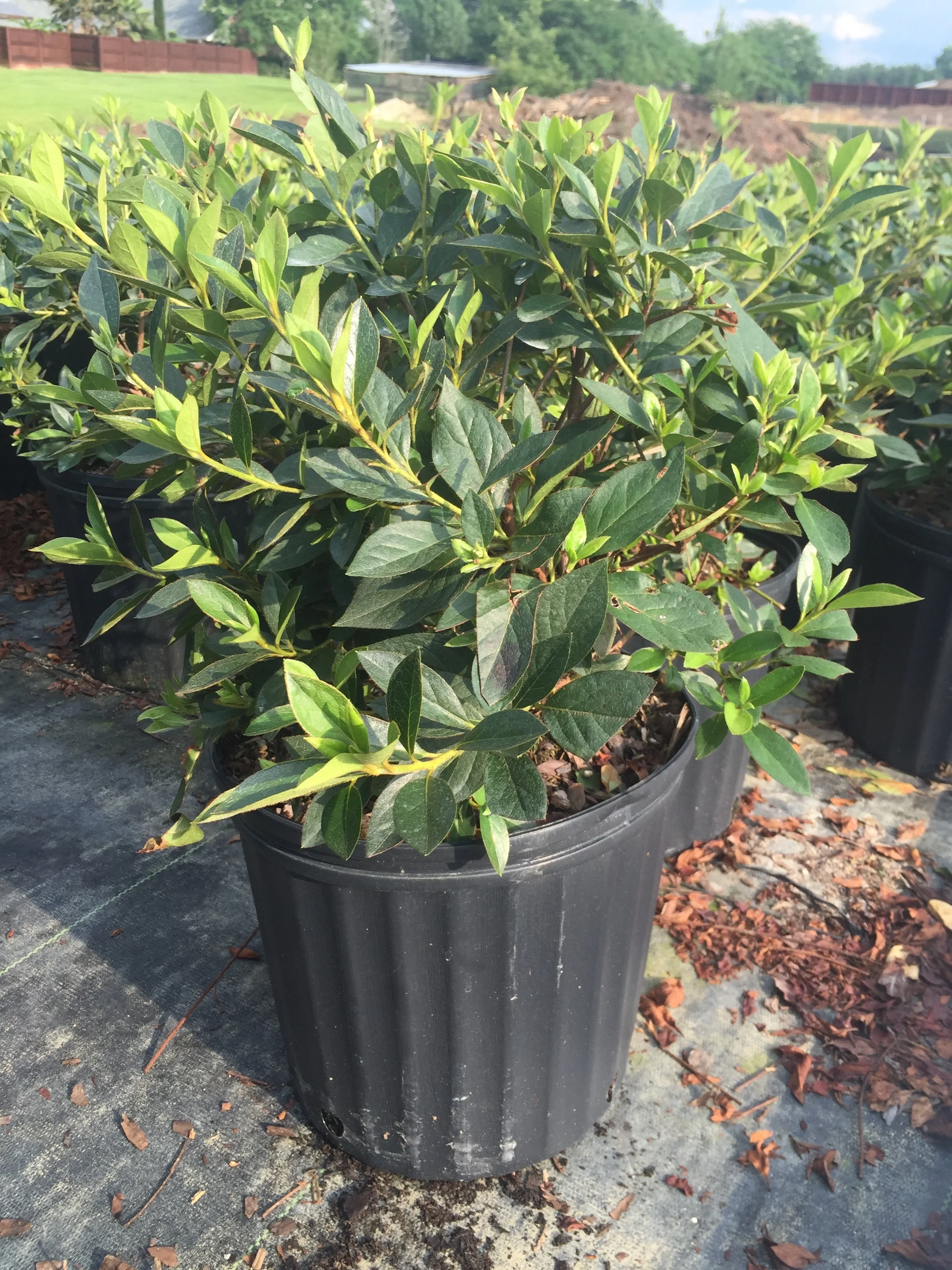Lavender Formosa Azalea - Image 3