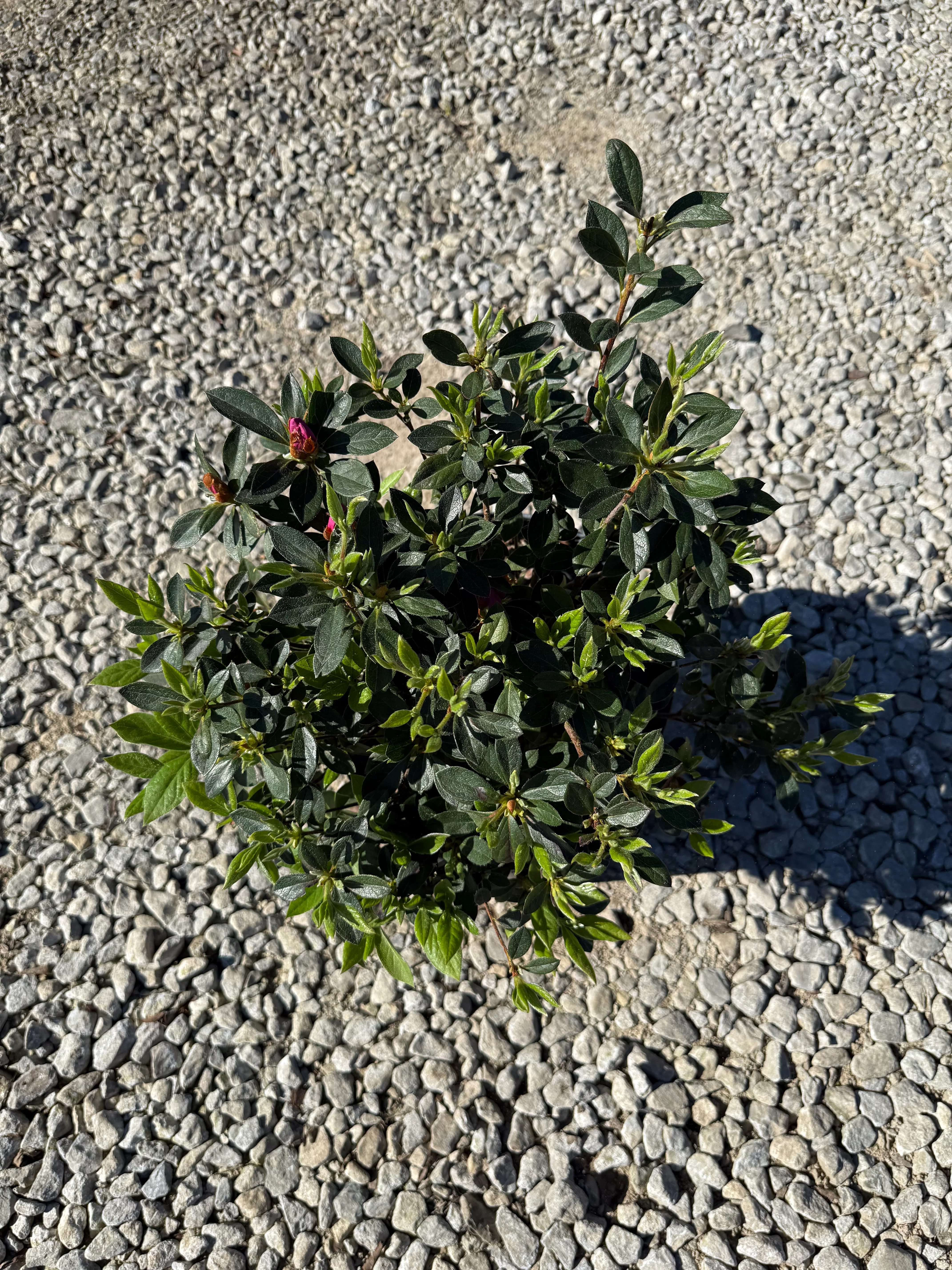 Lavender Formosa Azalea - Image 6