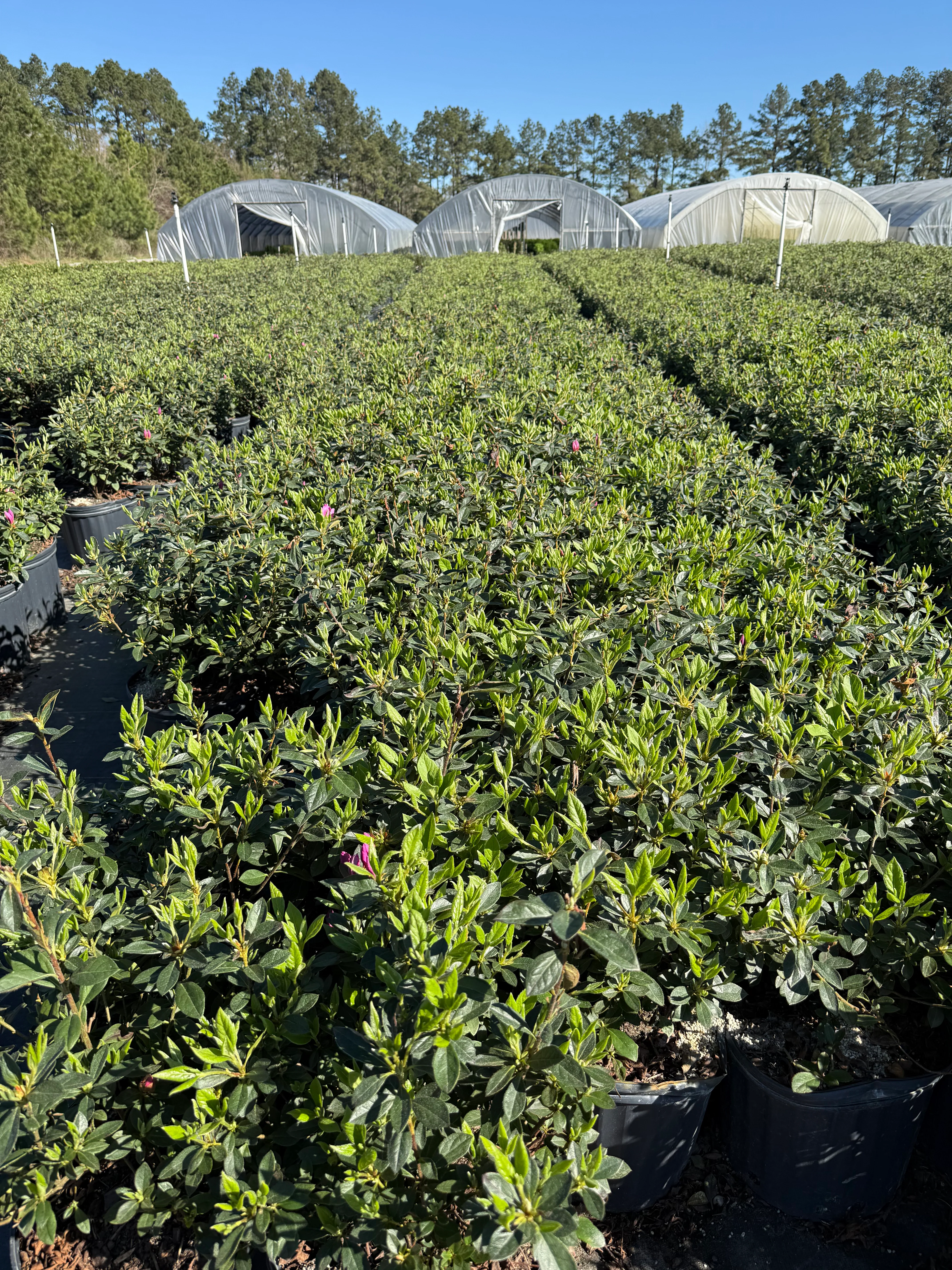 Lavender Formosa Azalea - Image 8