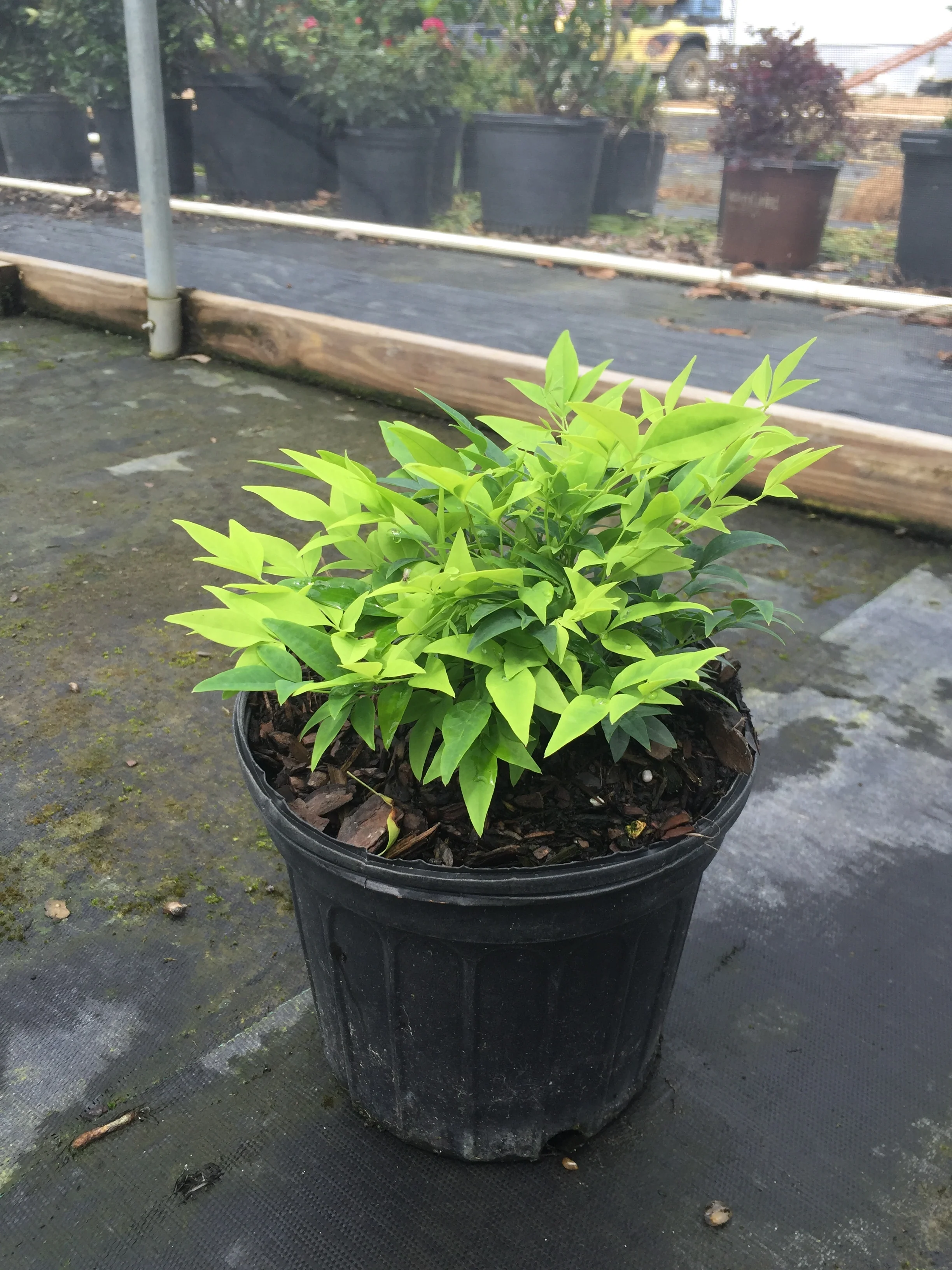 Lemon Lime Nandina™ - Image 3