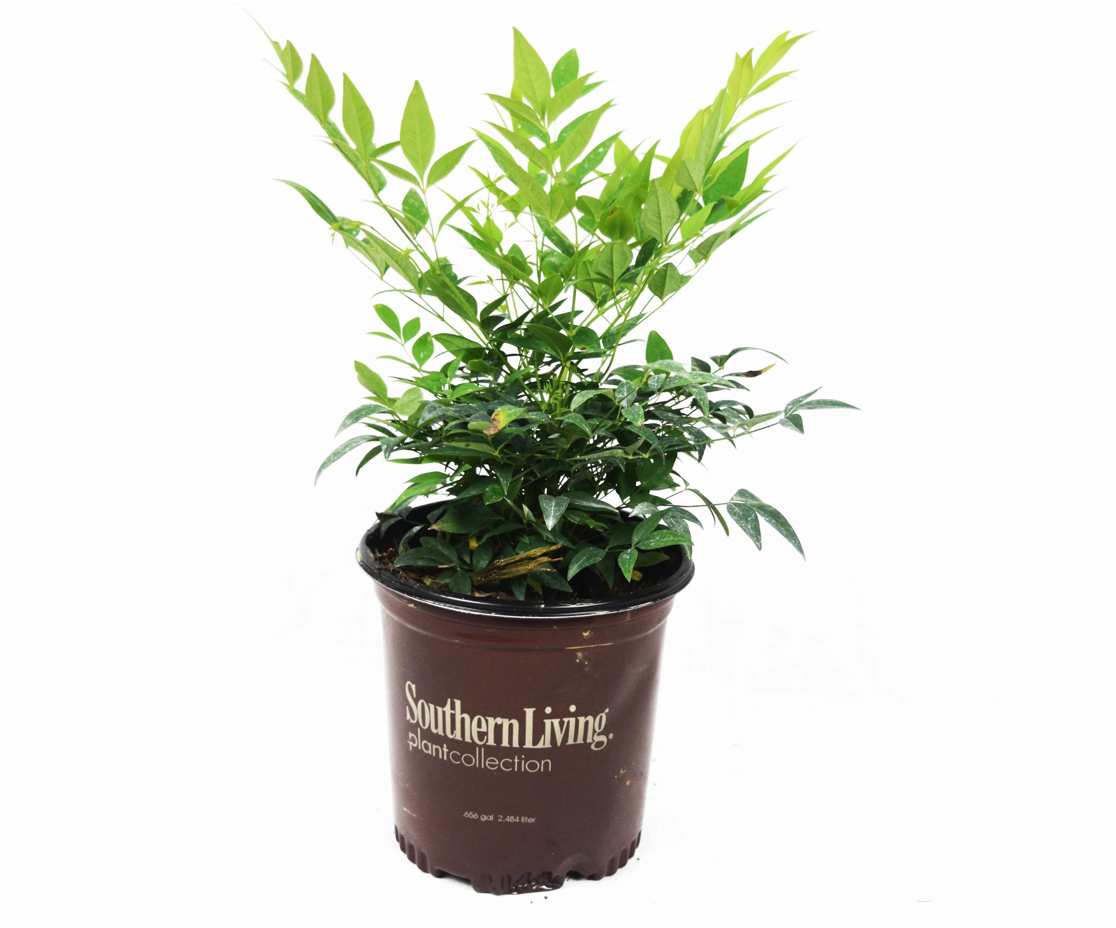 Lemon Lime Nandina™ - Image 4
