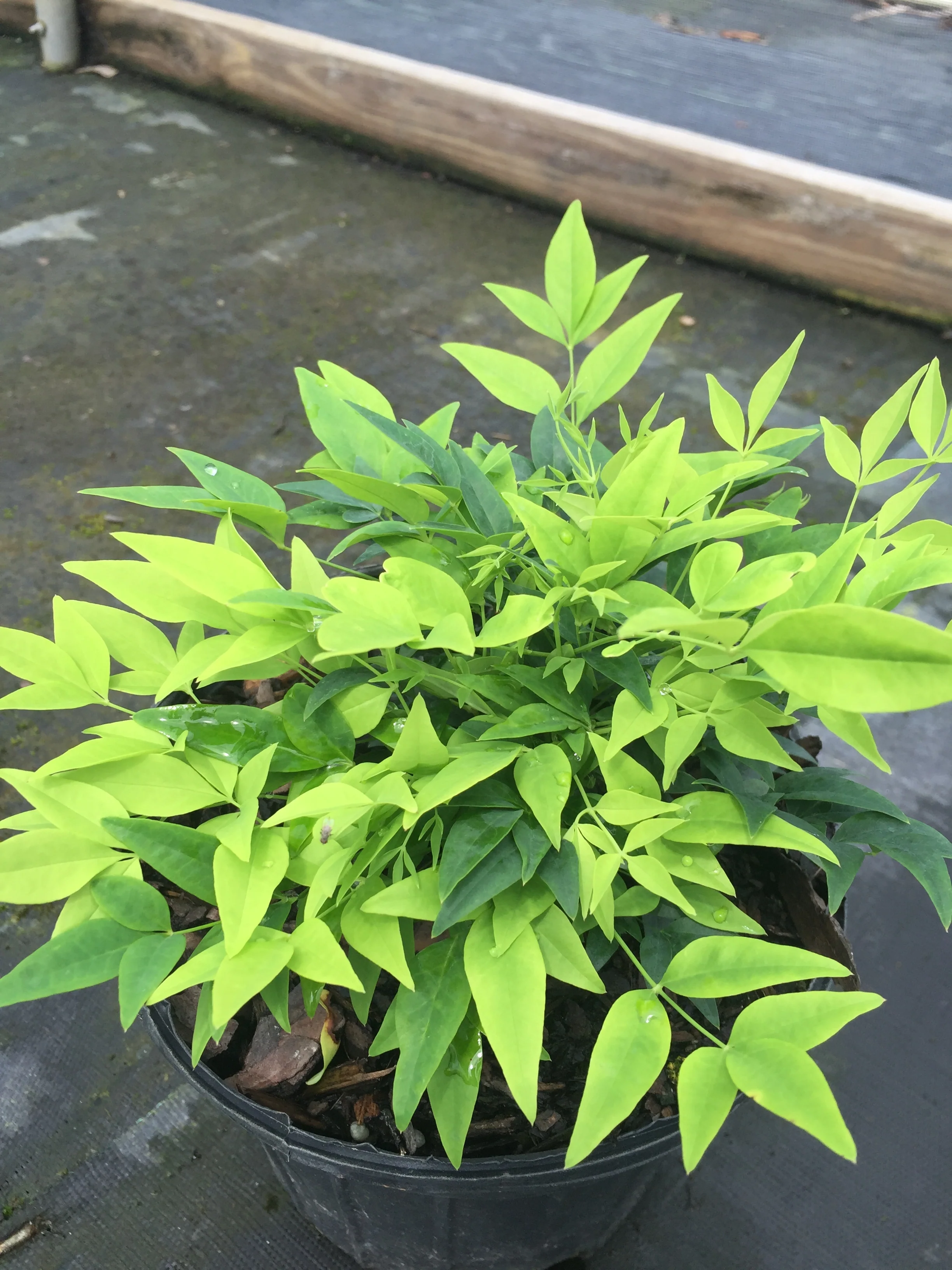 Lemon Lime Nandina™ - Image 5