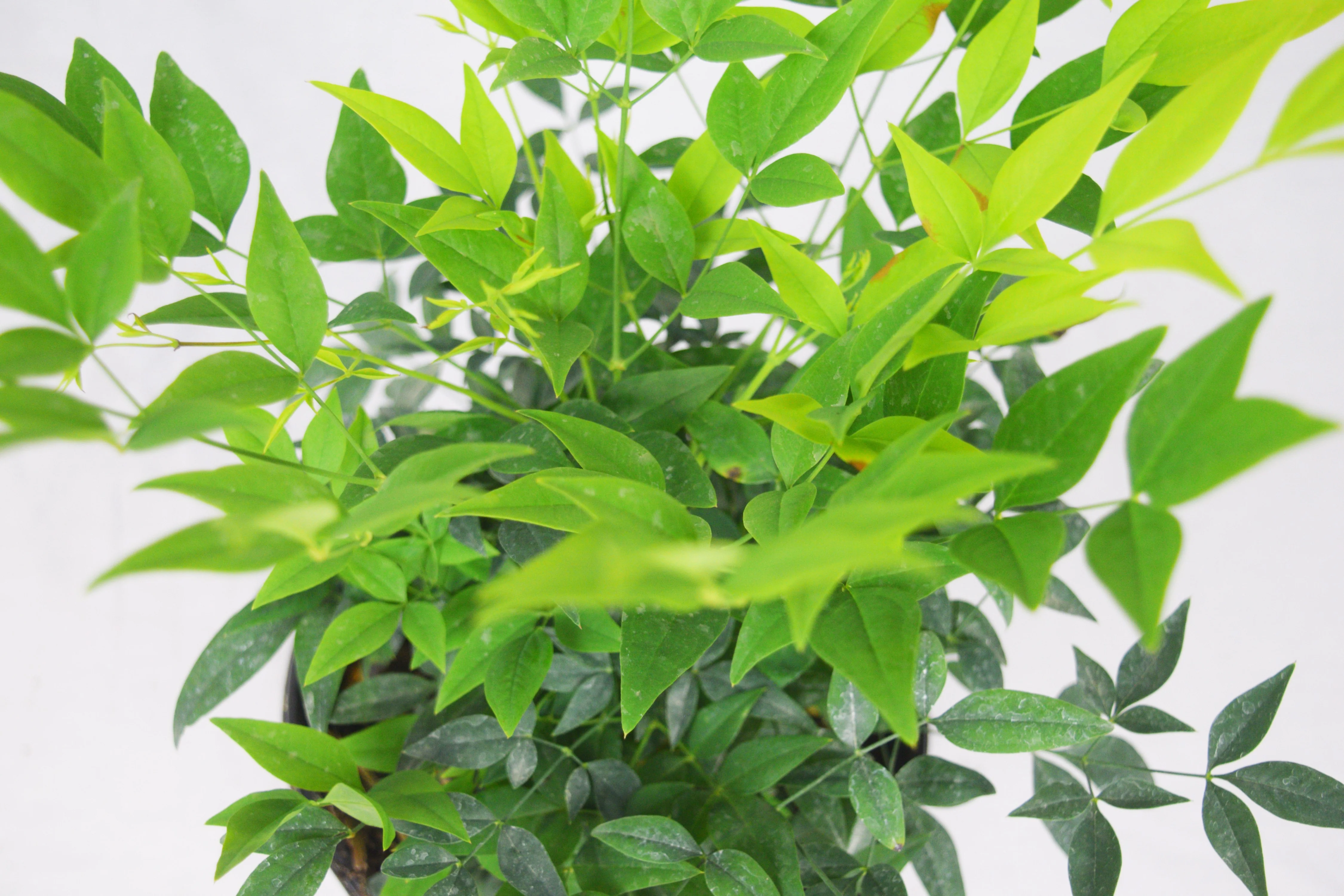Lemon Lime Nandina™ - Image 6