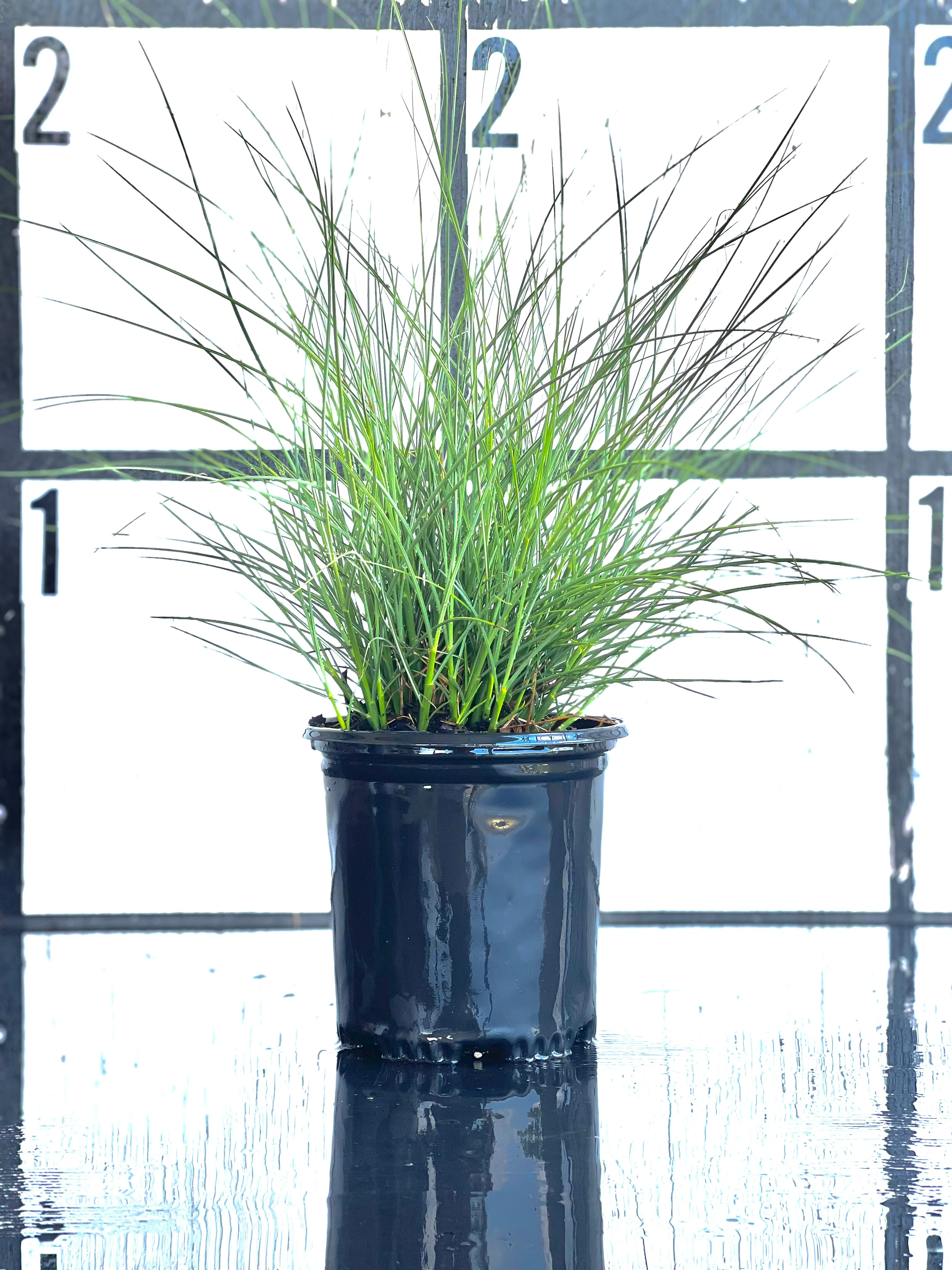Pink Muhly Grass, Ornamental - Image 4