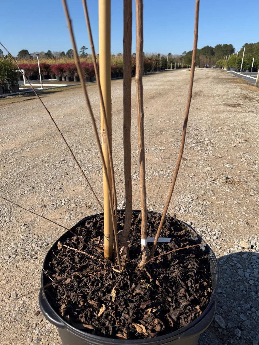 Natchez White Crape Myrtle - Image 3