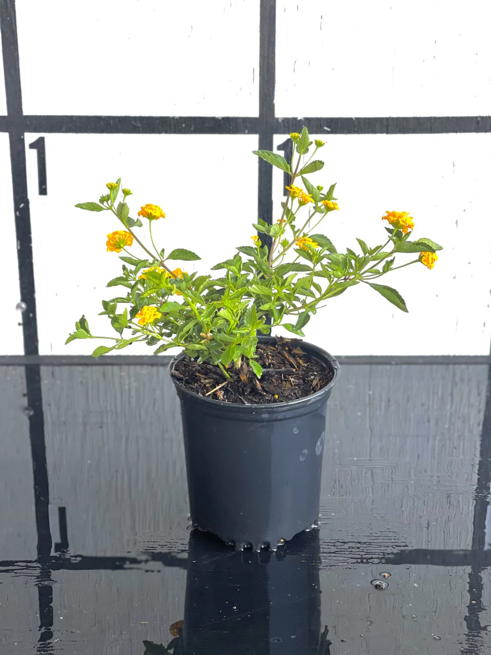 New Gold Lantana - Image 3