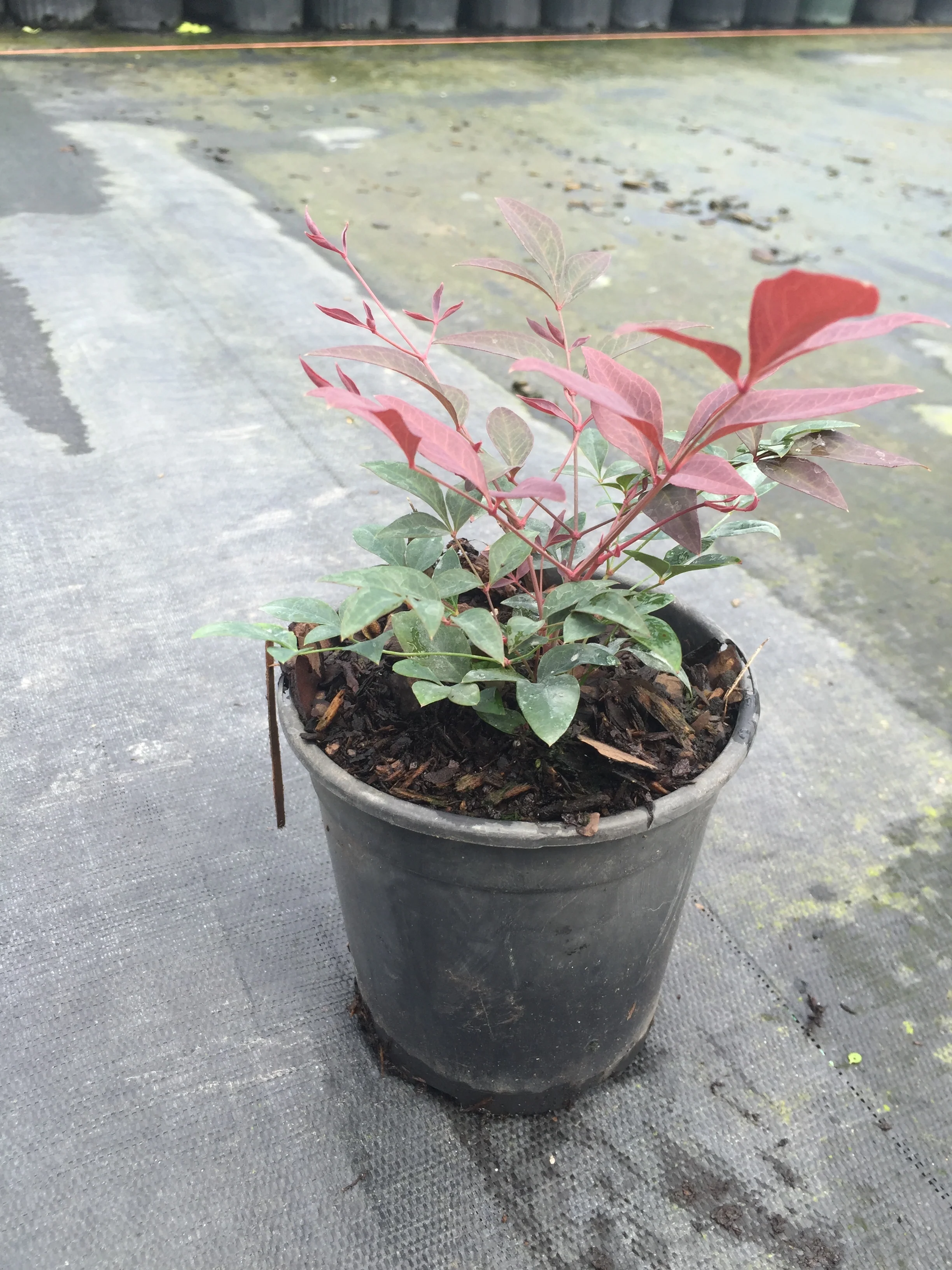 Obsession™ Nandina - Image 3