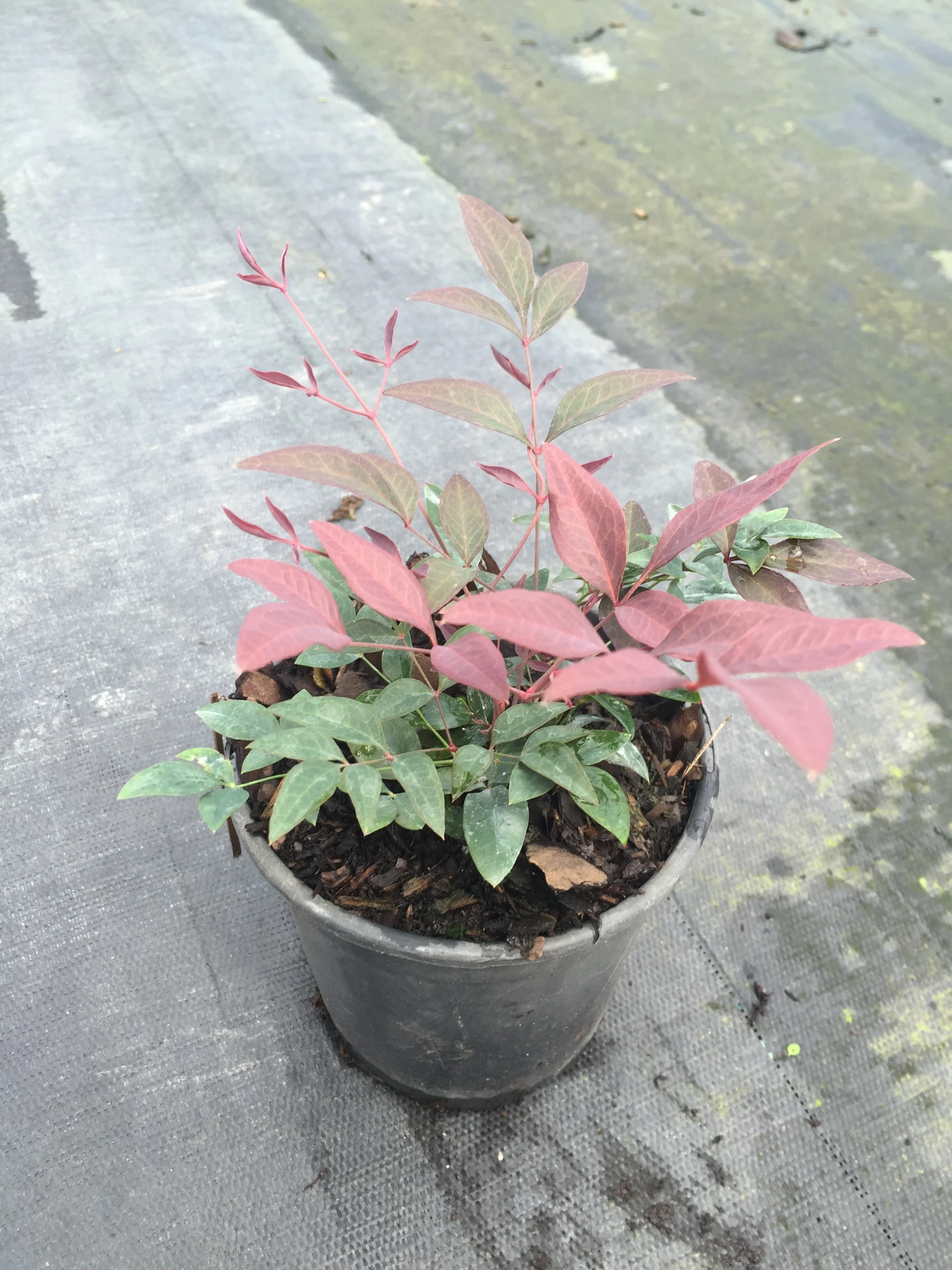 Obsession™ Nandina - Image 4