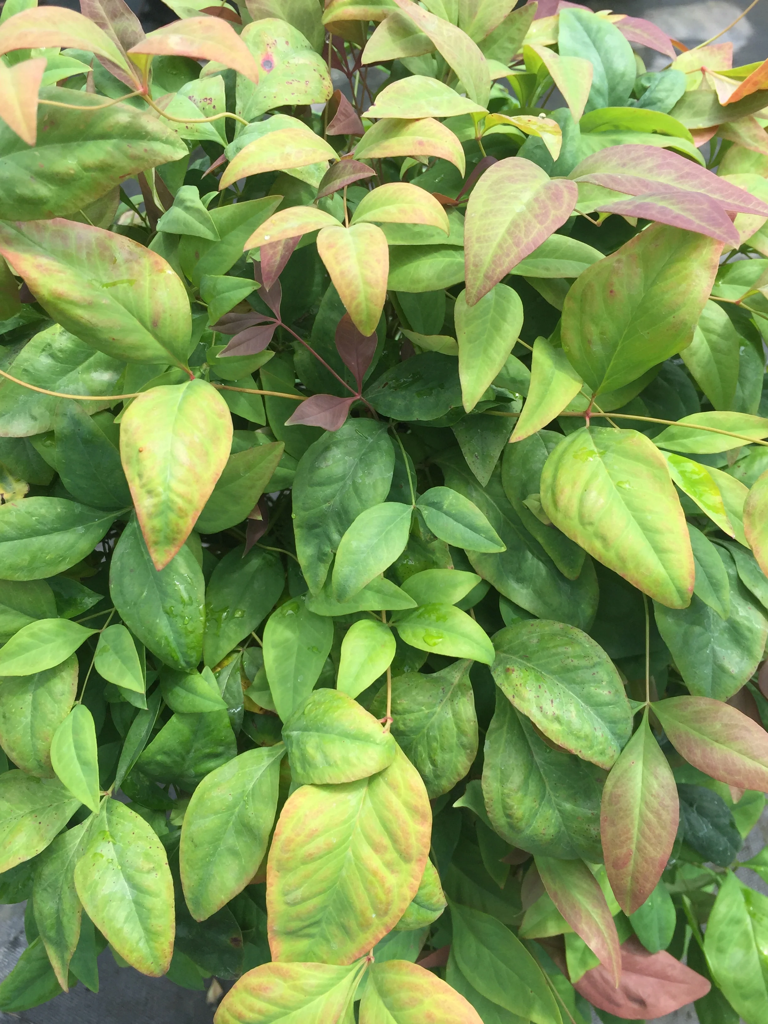 Obsession™ Nandina - Image 5