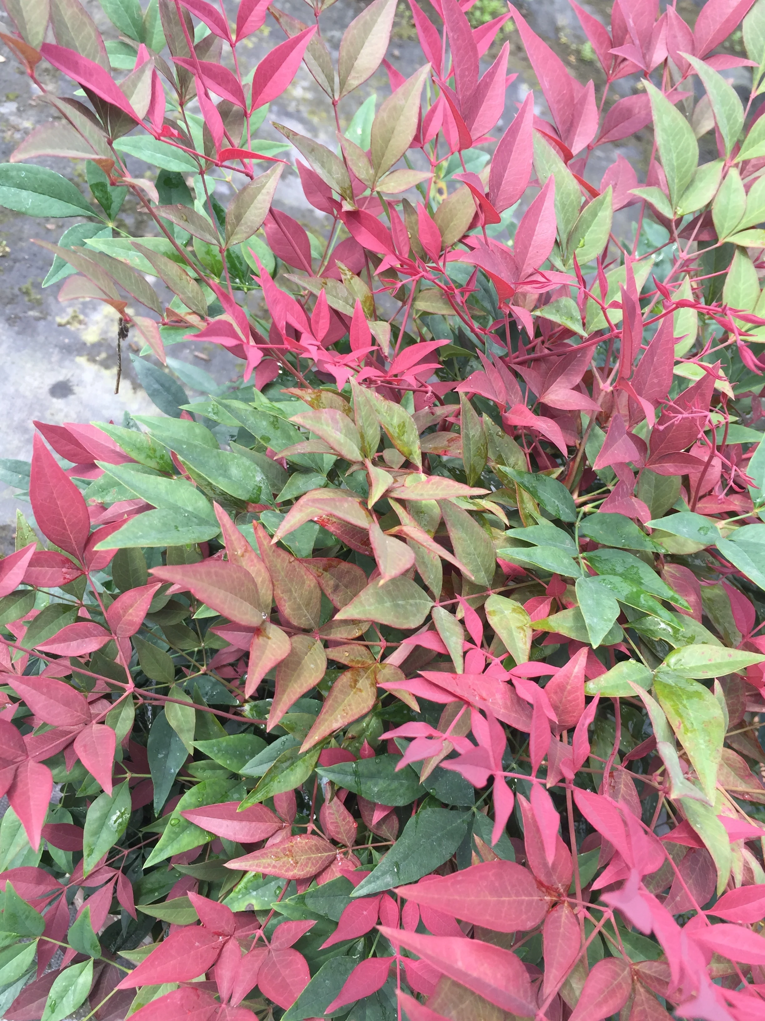 Obsession™ Nandina - Image 6