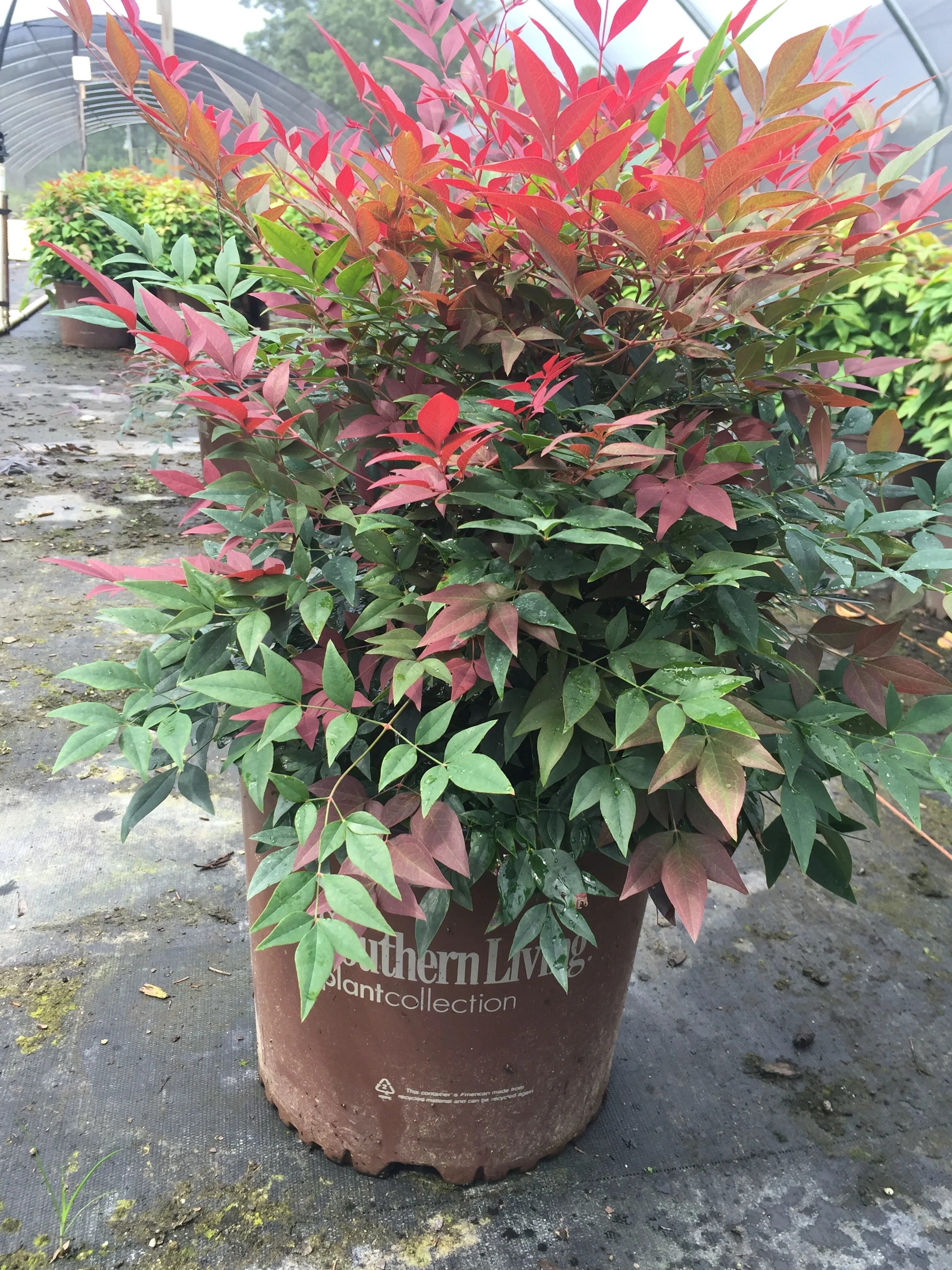 Obsession™ Nandina - Image 7