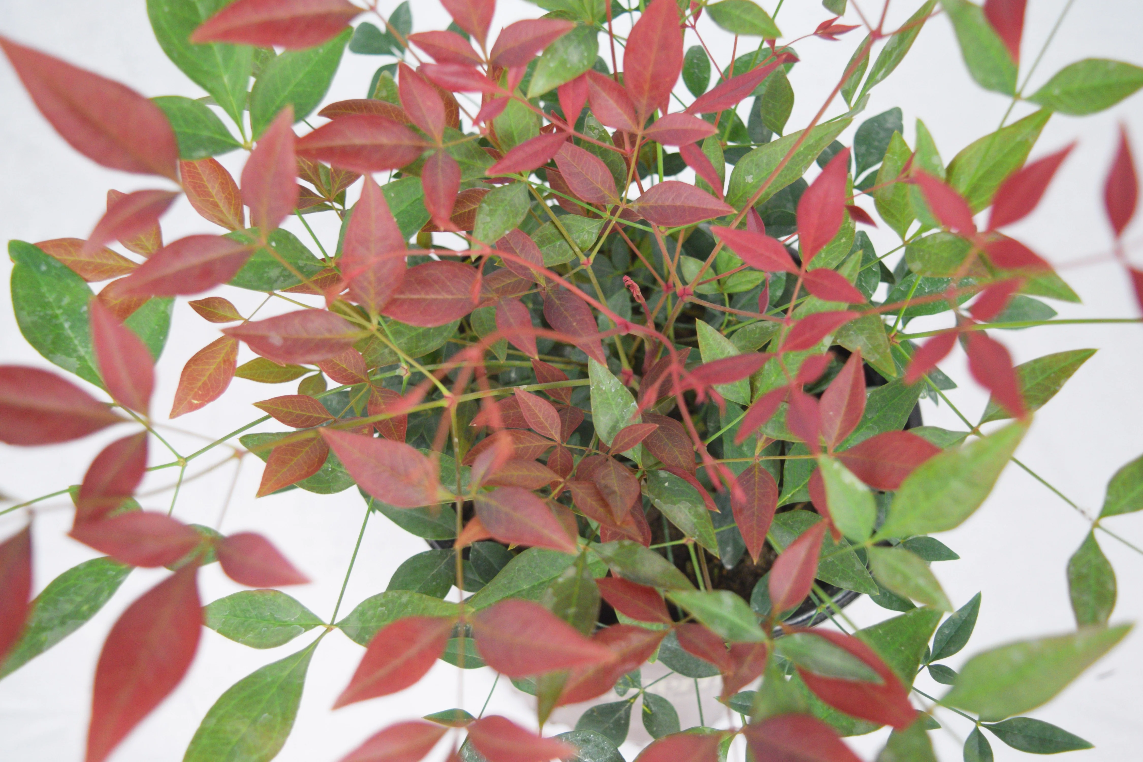 Obsession™ Nandina - Image 8