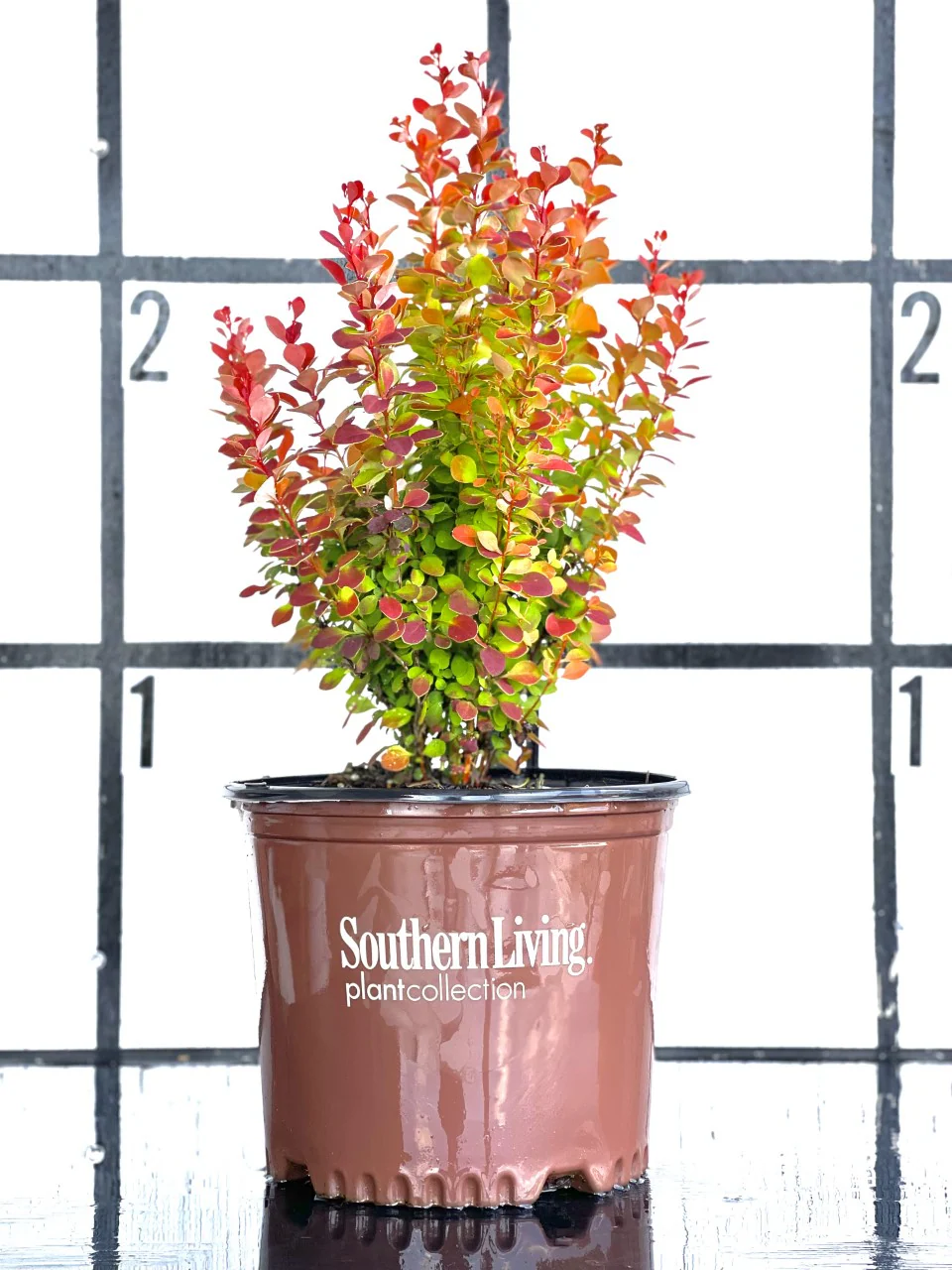 Orange Rocket Barberry™ - Image 3