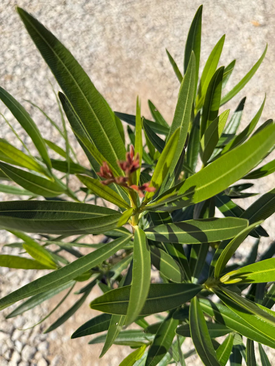 Pink Oleander - Image 3