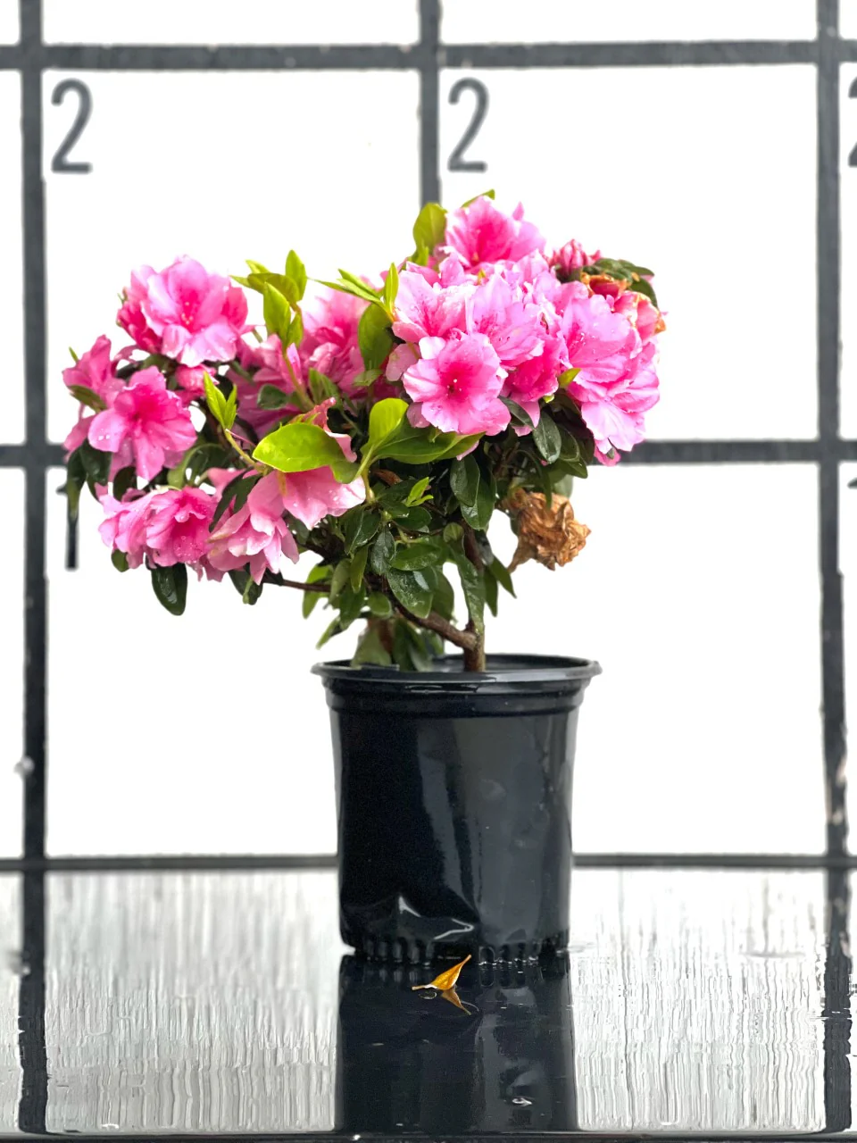 Pink Ruffle Azalea - Image 5