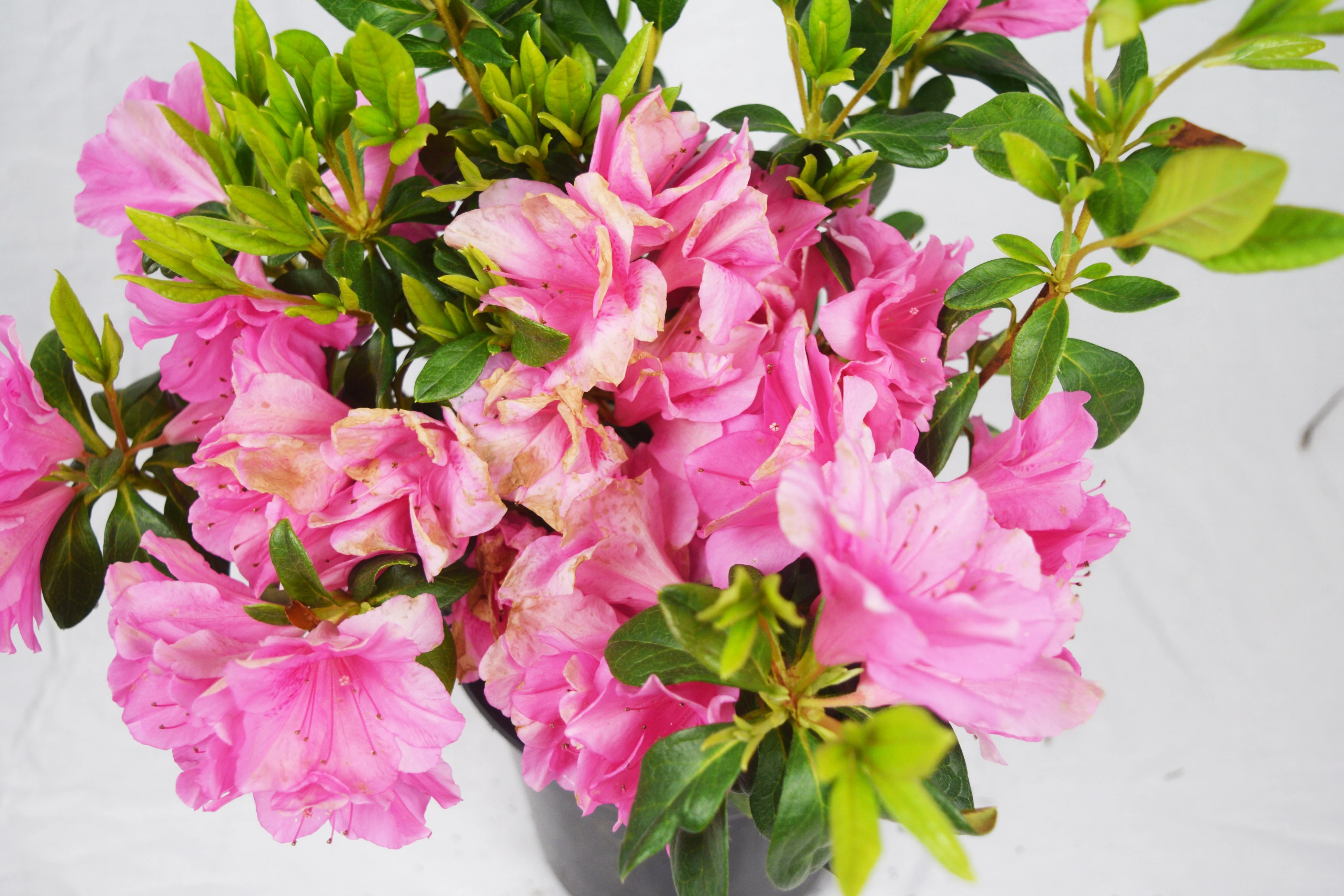 Pink Ruffle Azalea - Image 6