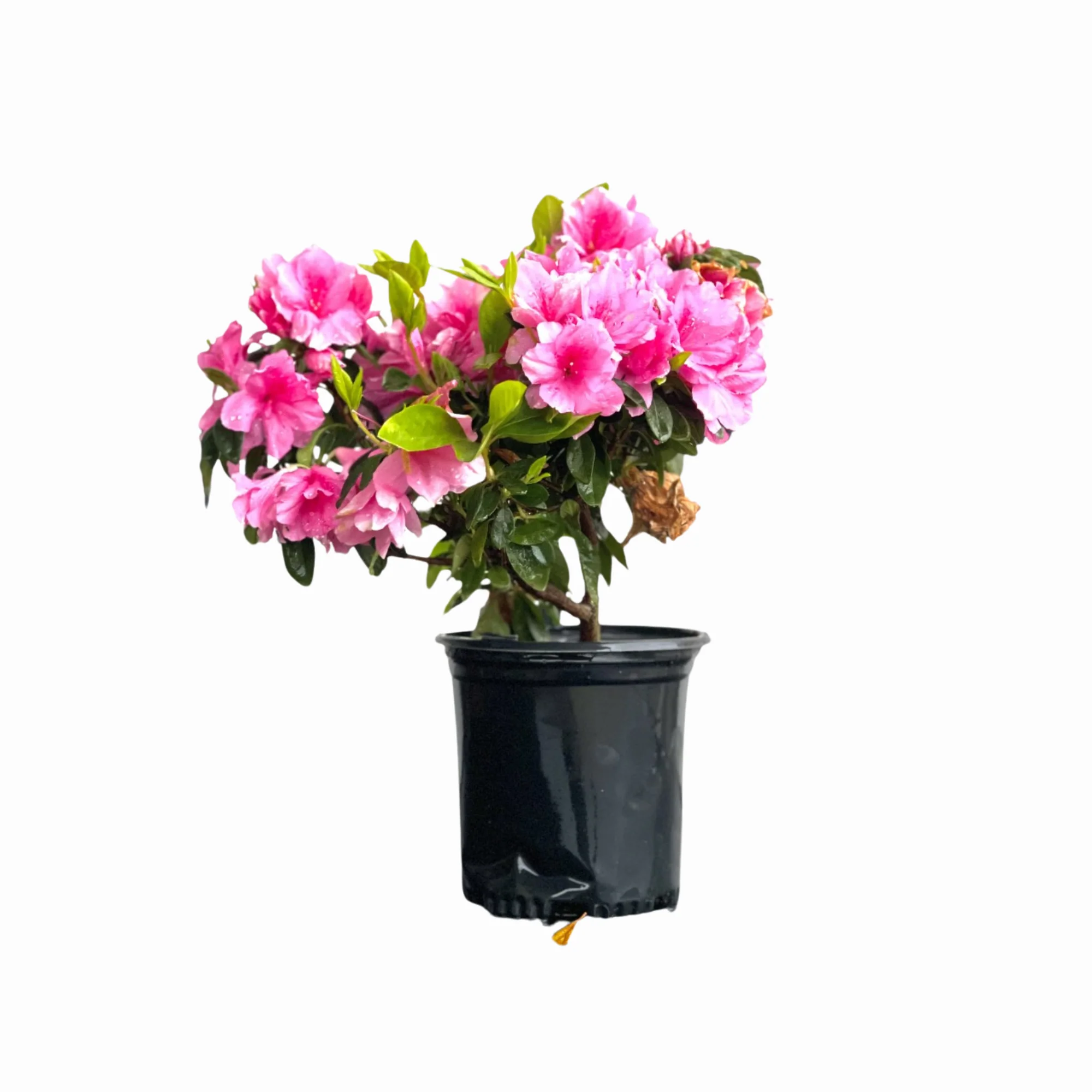Pink Ruffle Azalea - Image 8