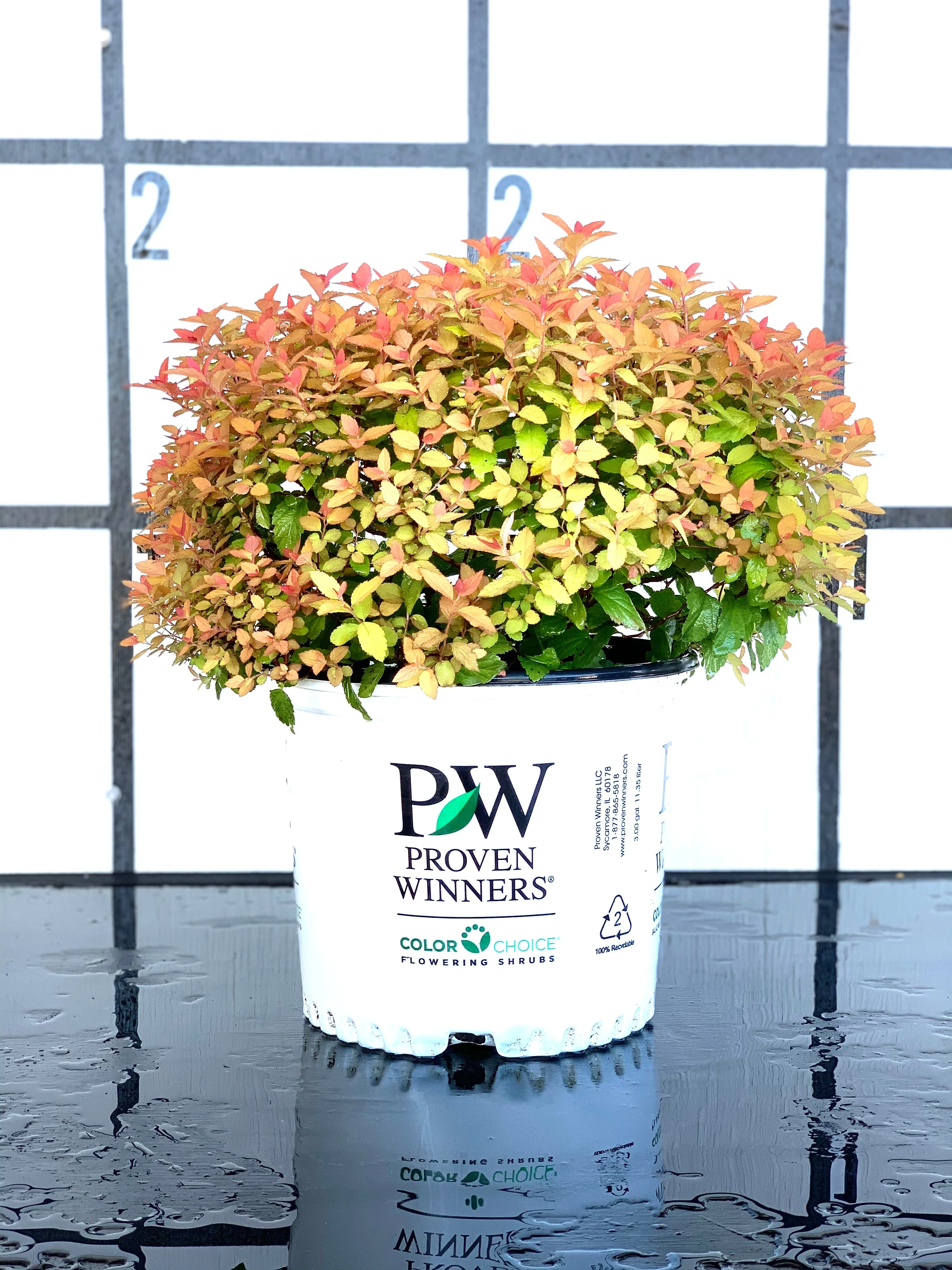 Proven Winners Candy Corn Spiraea - Image 3