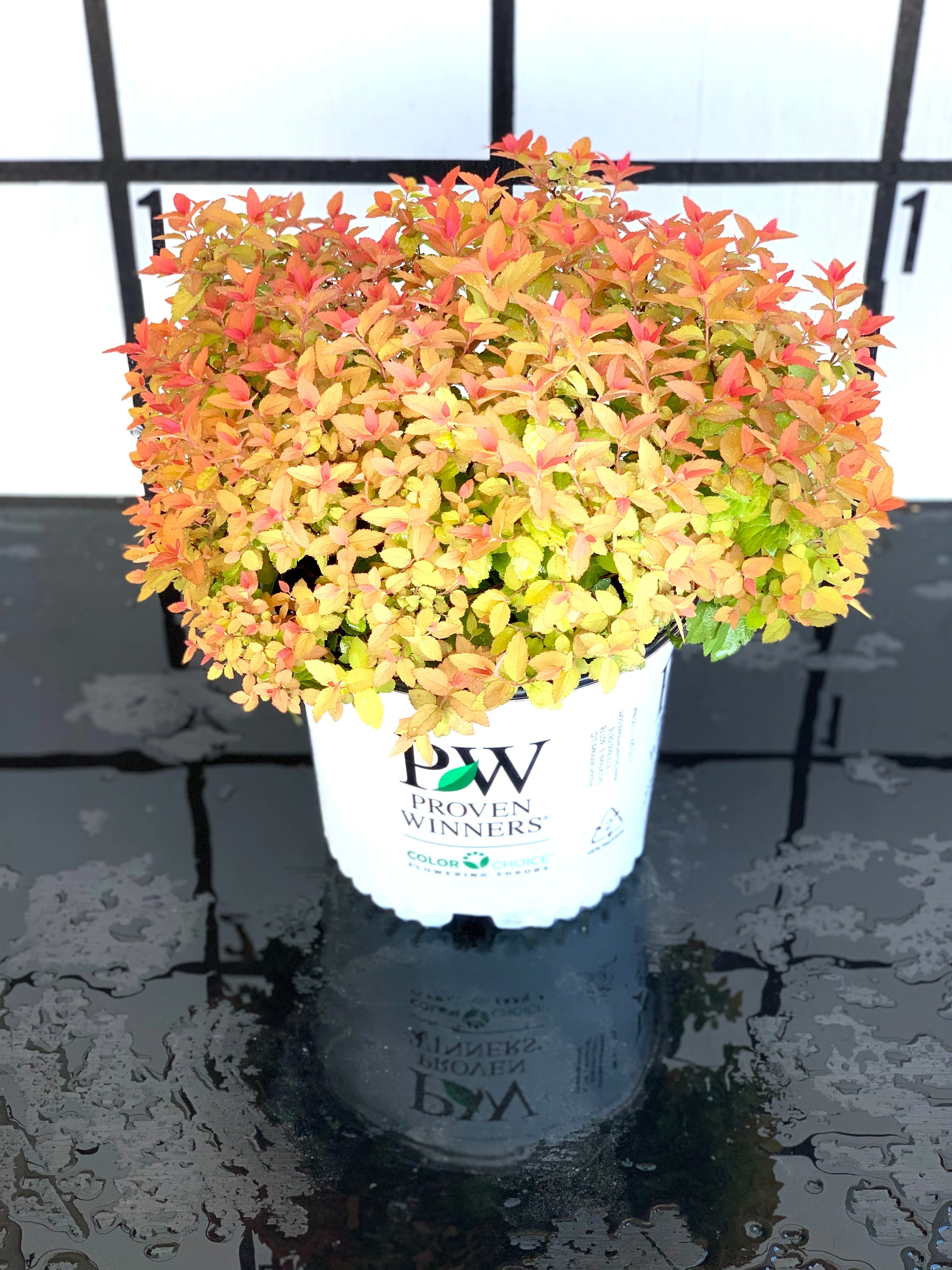Proven Winners Candy Corn Spiraea - Image 4