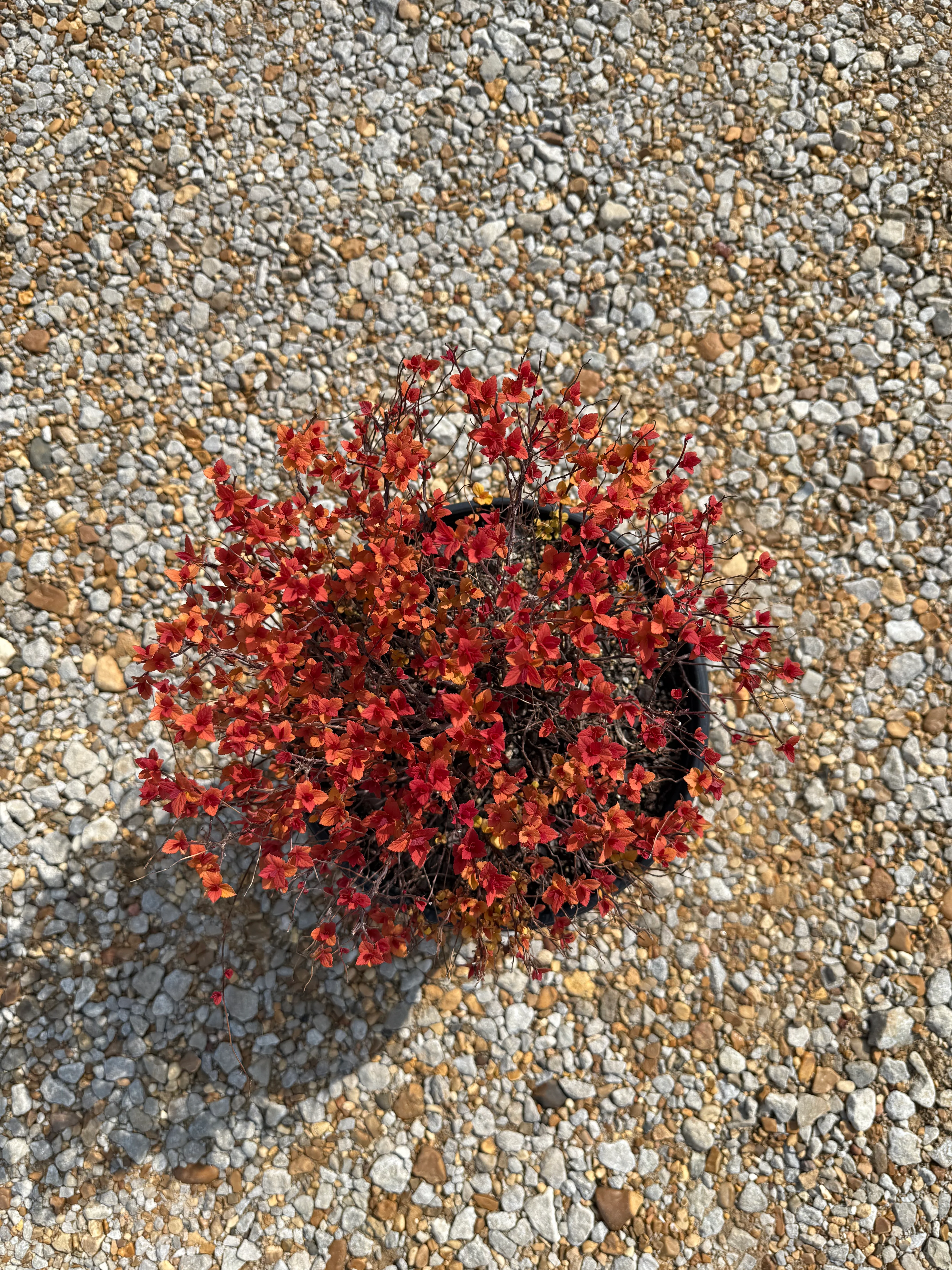 Proven Winners Candy Corn Spiraea - Image 5