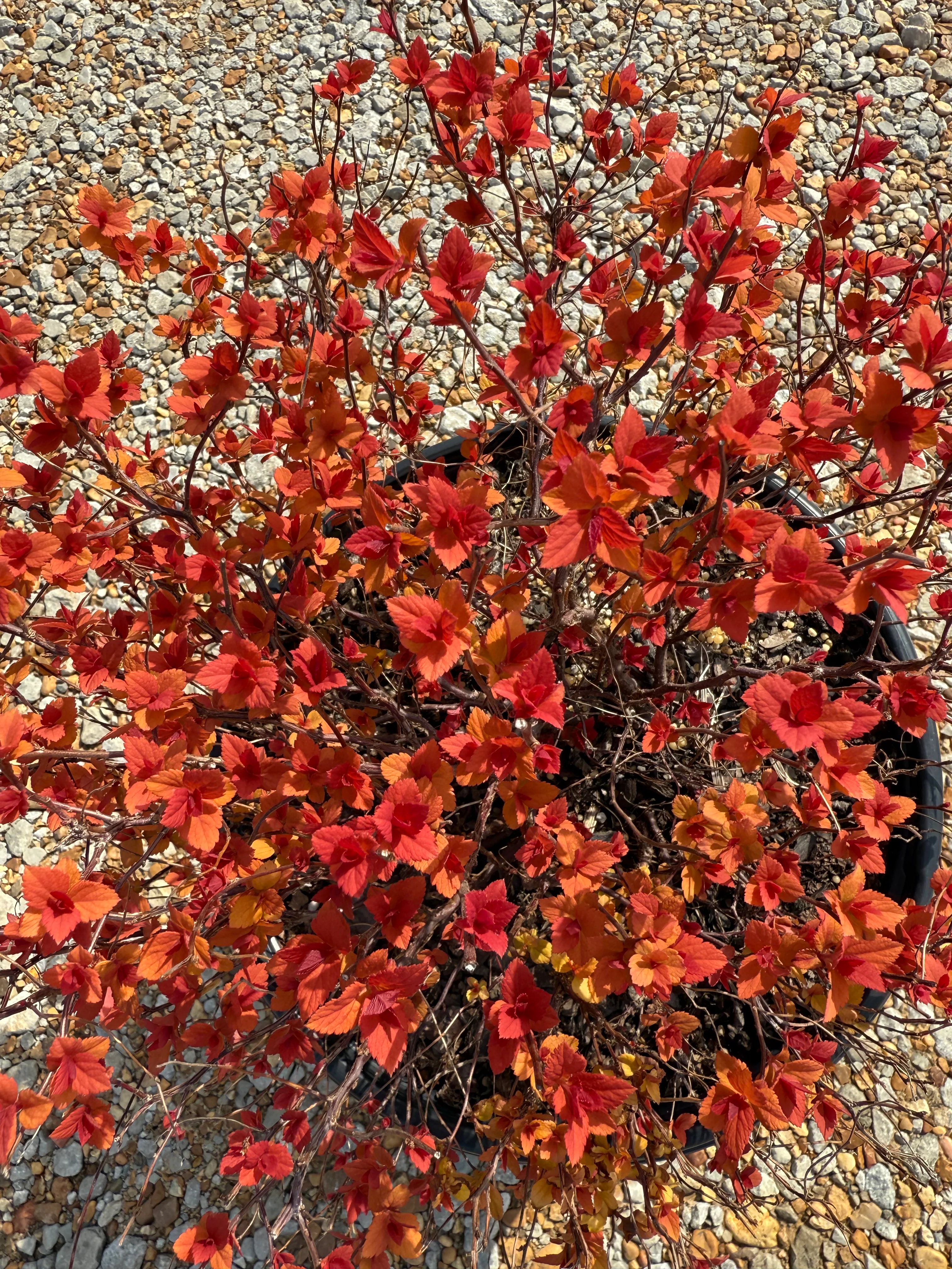 Proven Winners Candy Corn Spiraea - Image 6