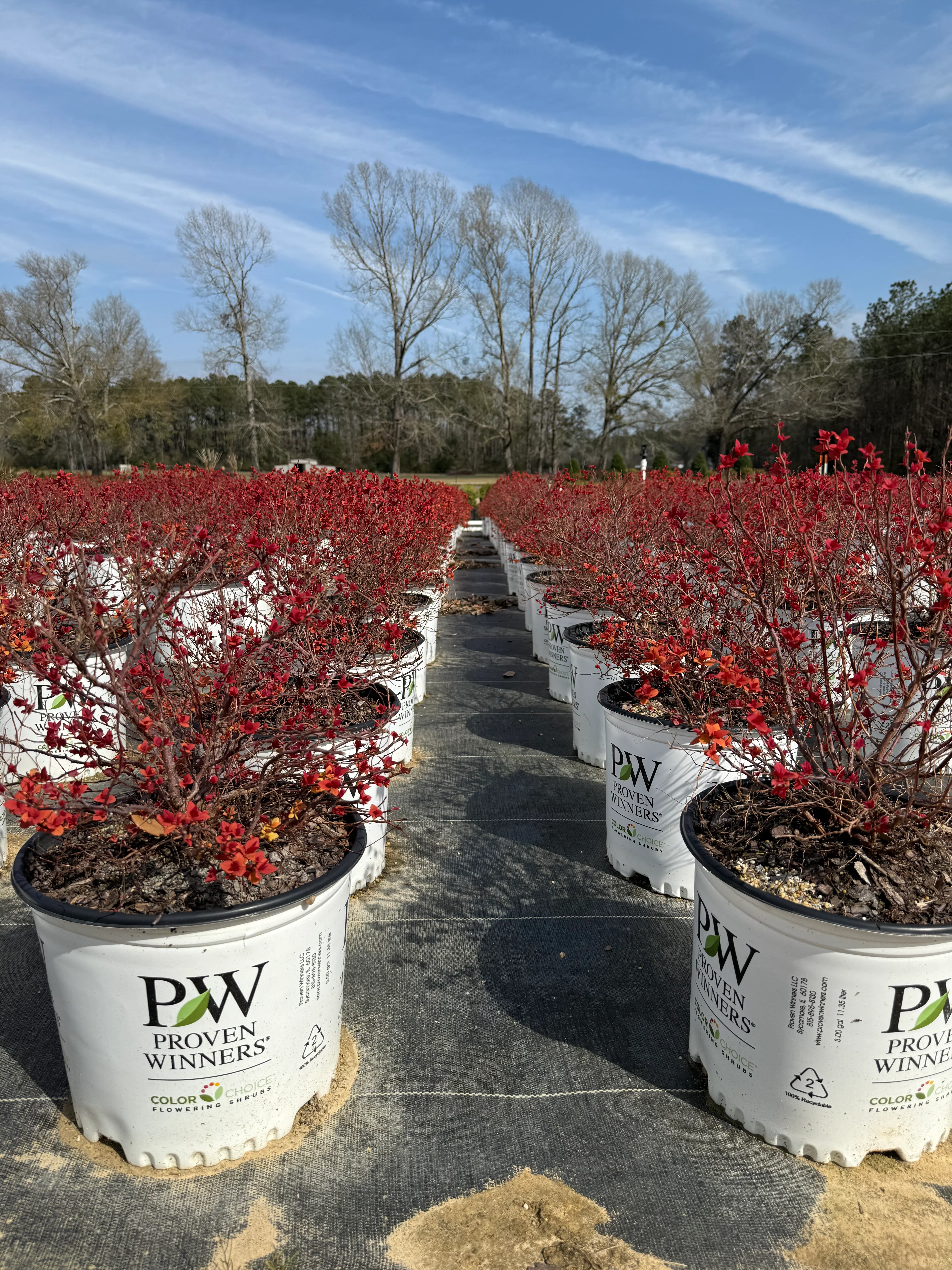 Proven Winners Candy Corn Spiraea - Image 7