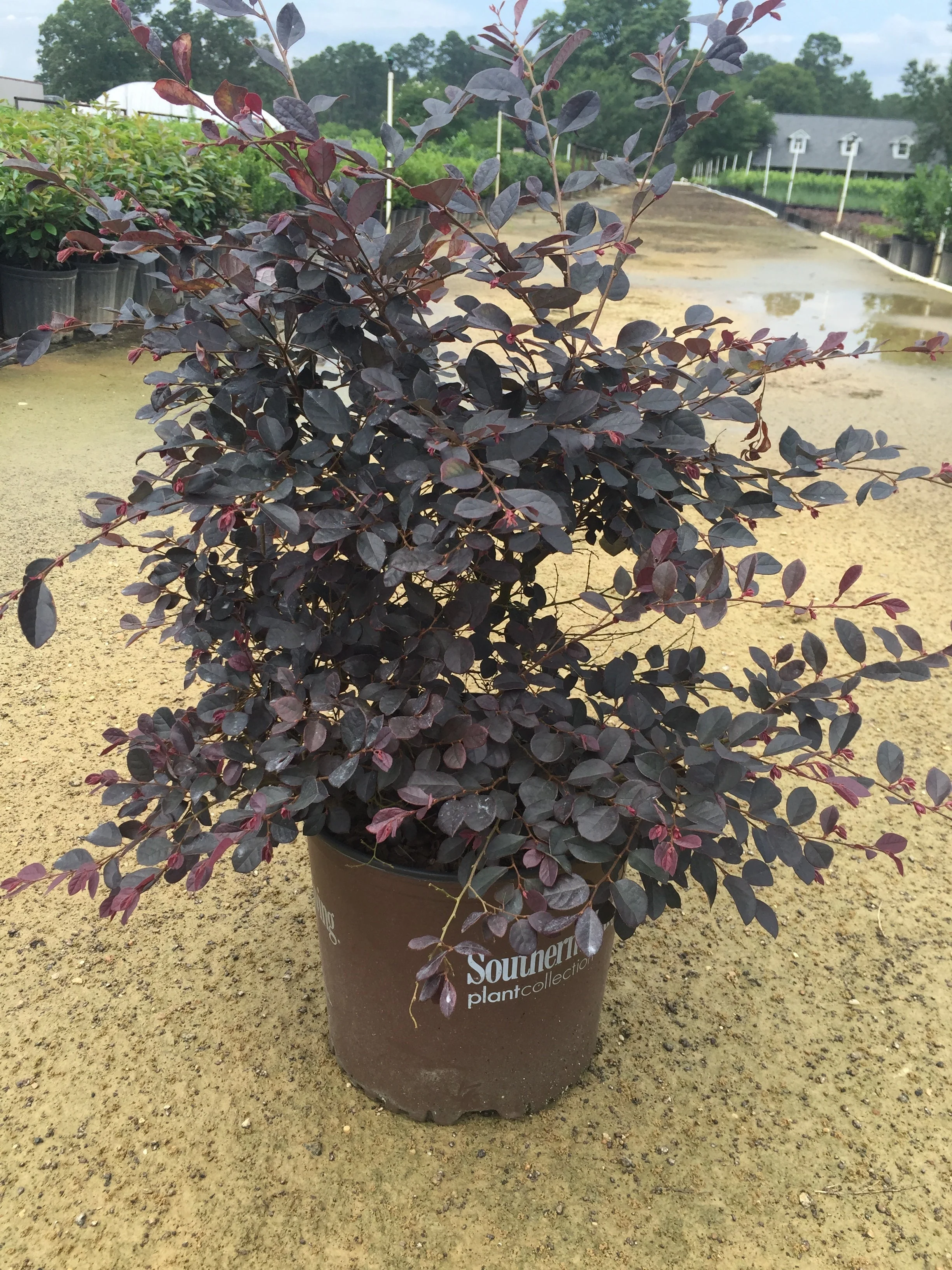 Purple Diamond Loropetalum™ - Image 3