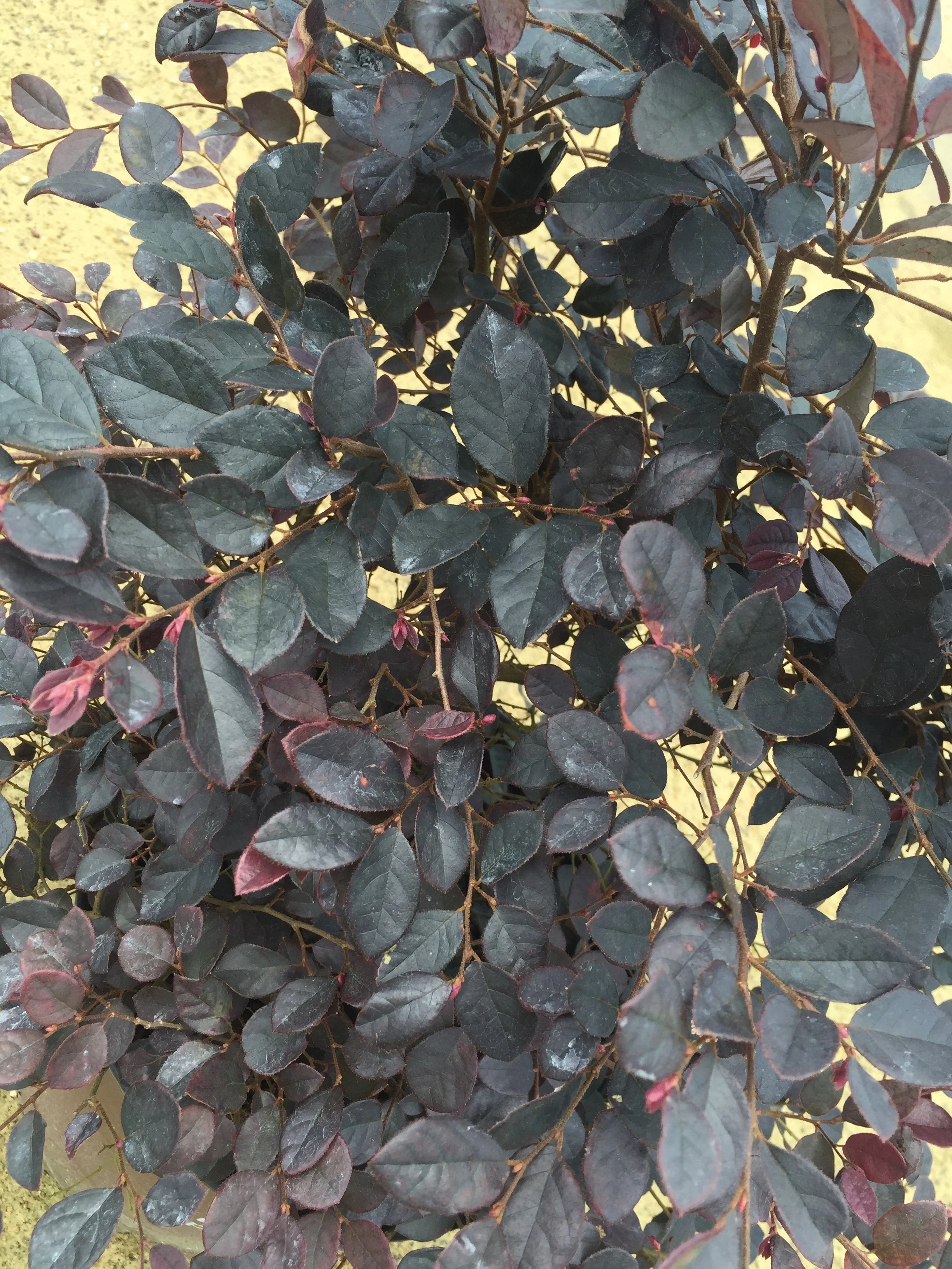 Purple Diamond Loropetalum™ - Image 4