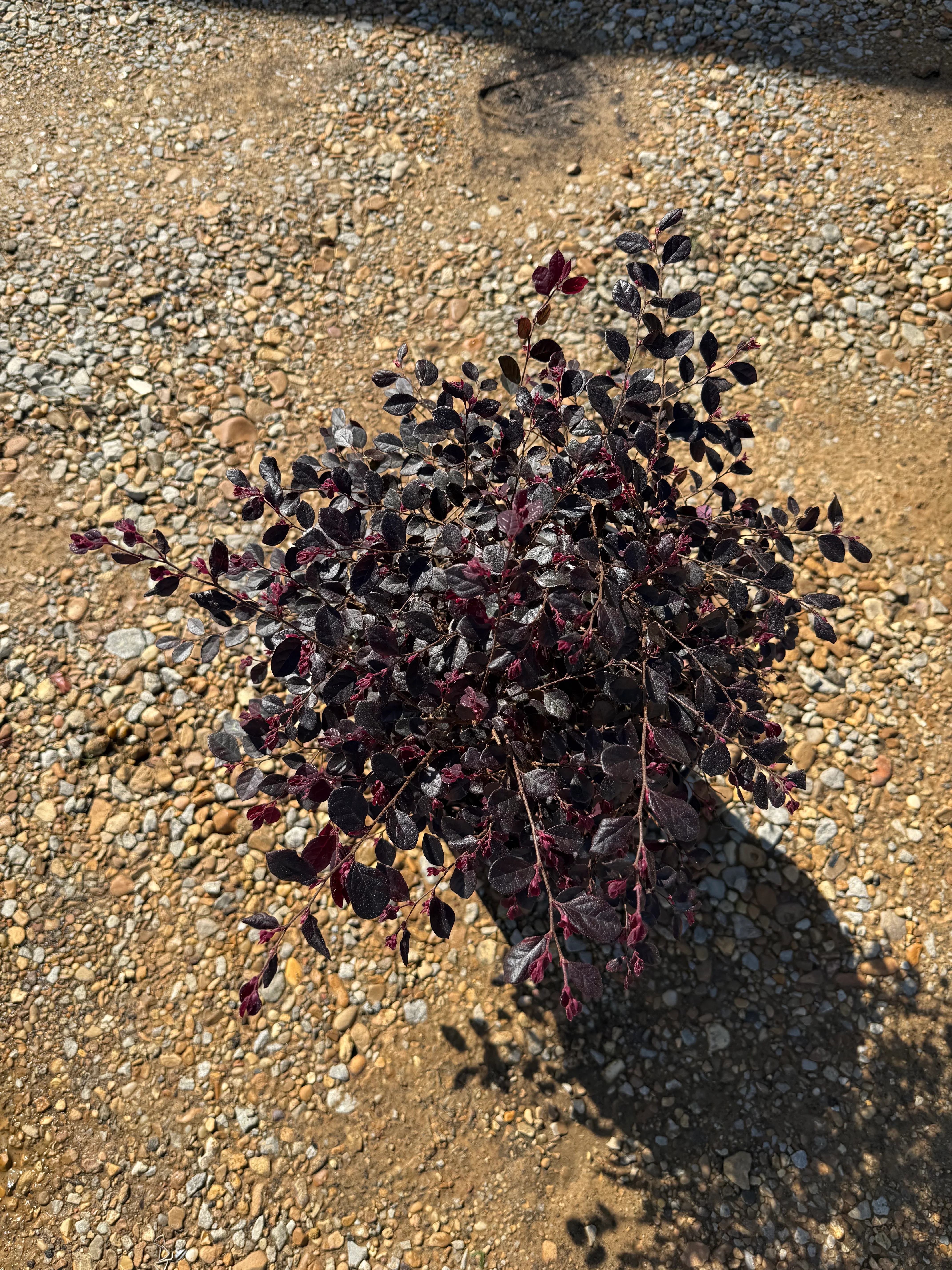 Purple Diamond Loropetalum™ - Image 5