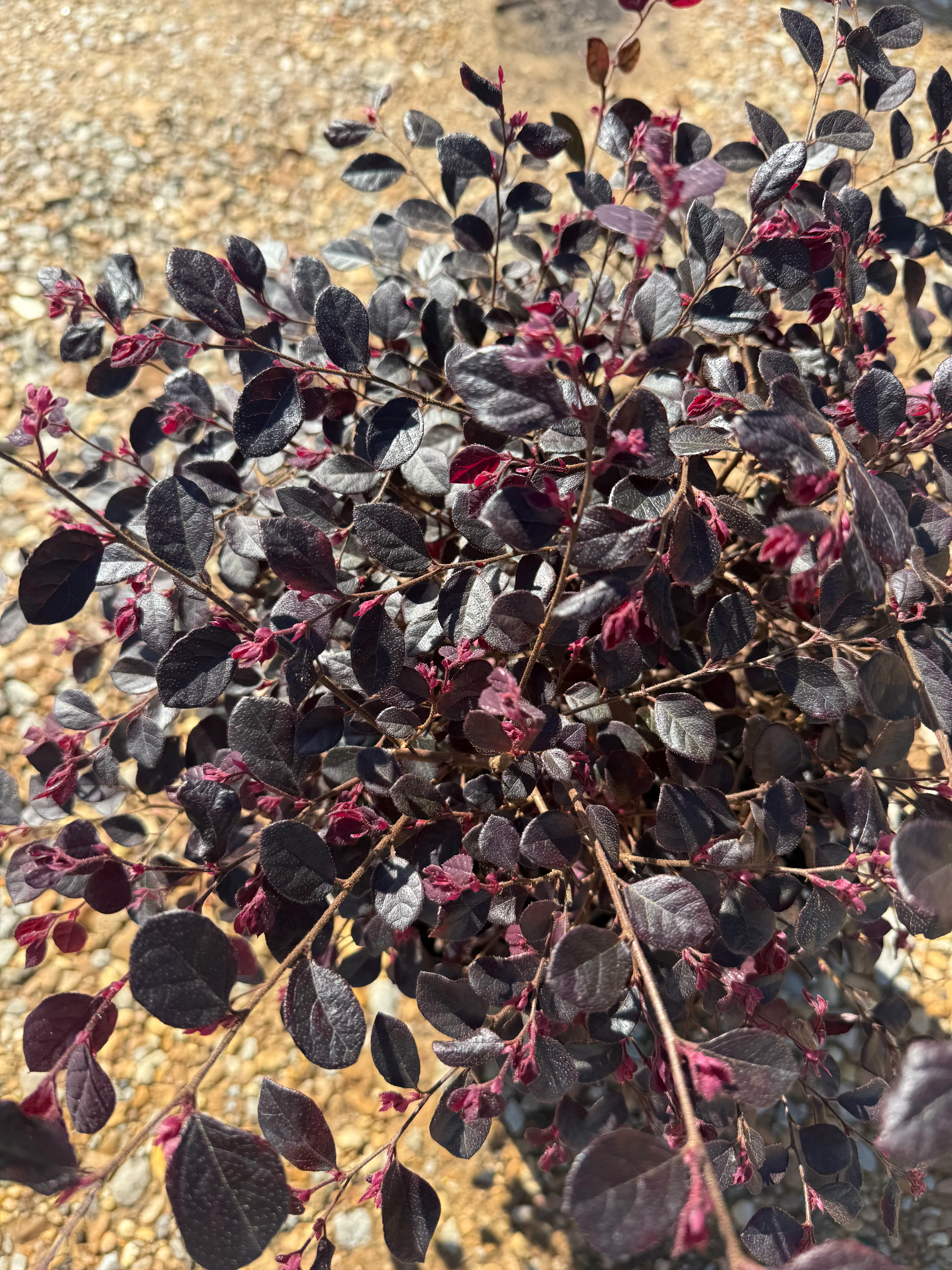 Purple Diamond Loropetalum™ - Image 6