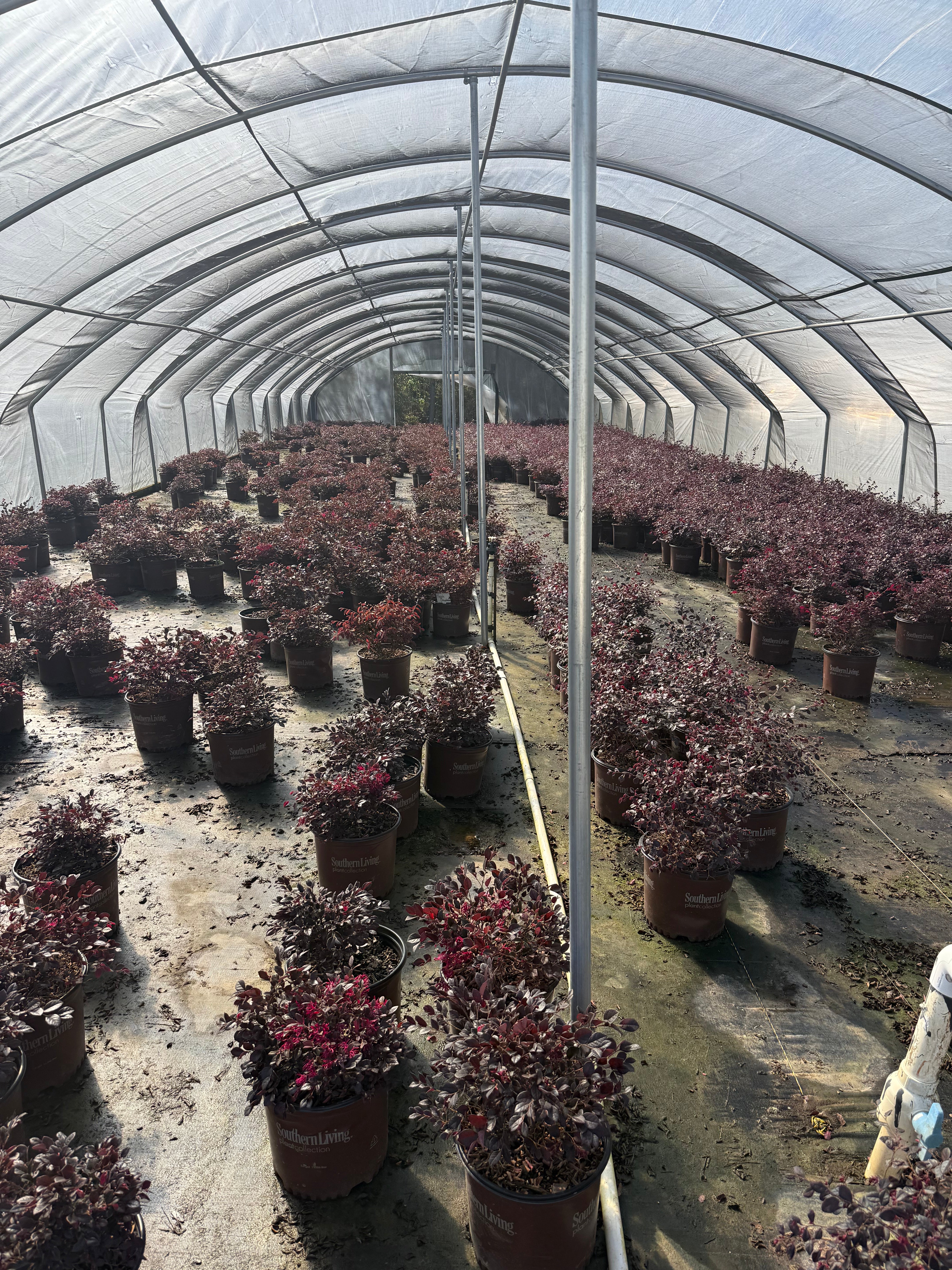 Purple Diamond Loropetalum™ - Image 7