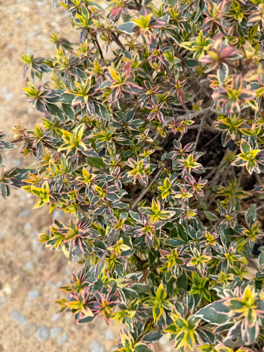 Radiance Abelia - Image 4