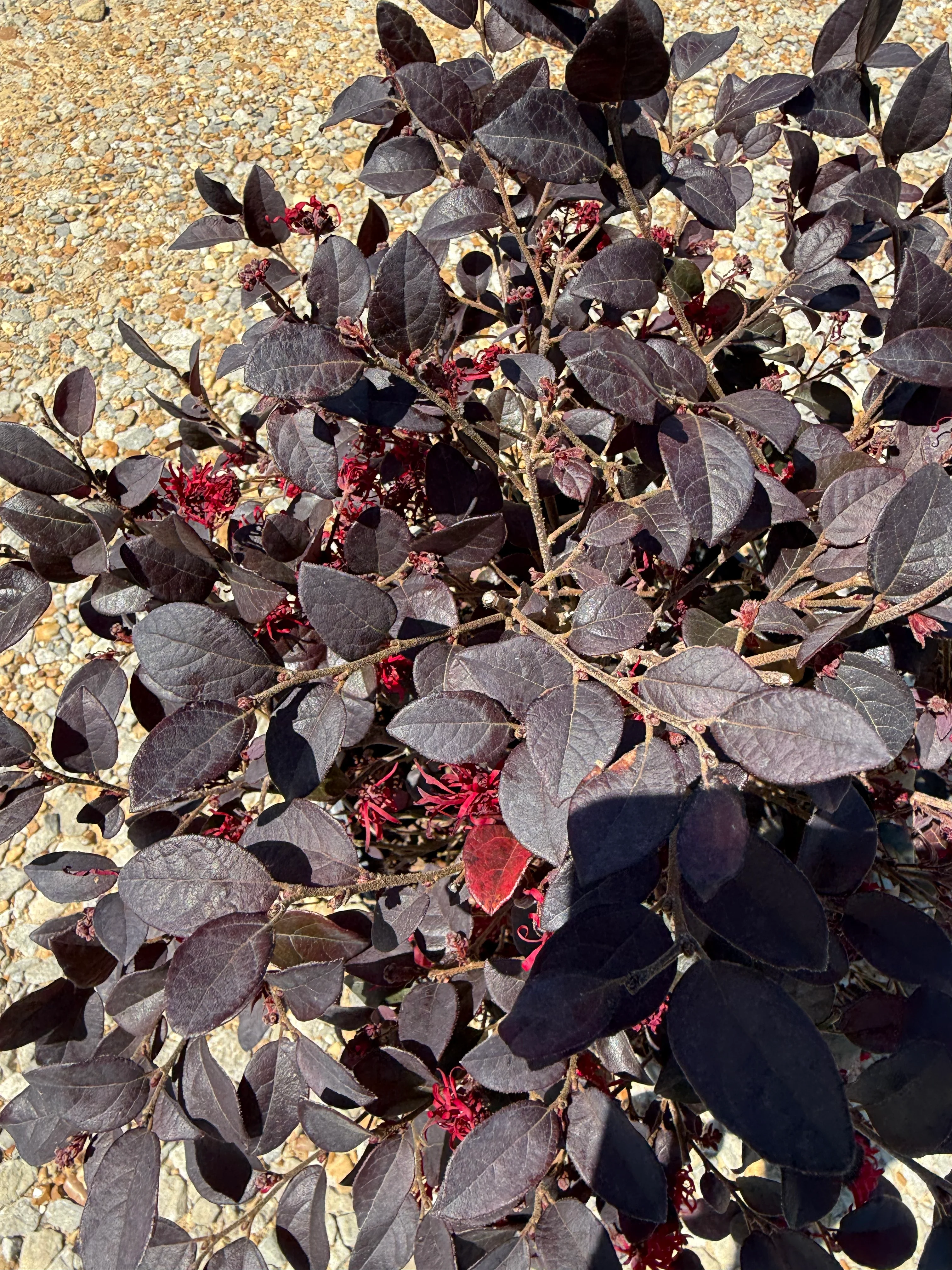 Red Diamond Loropetalum™ - Image 3
