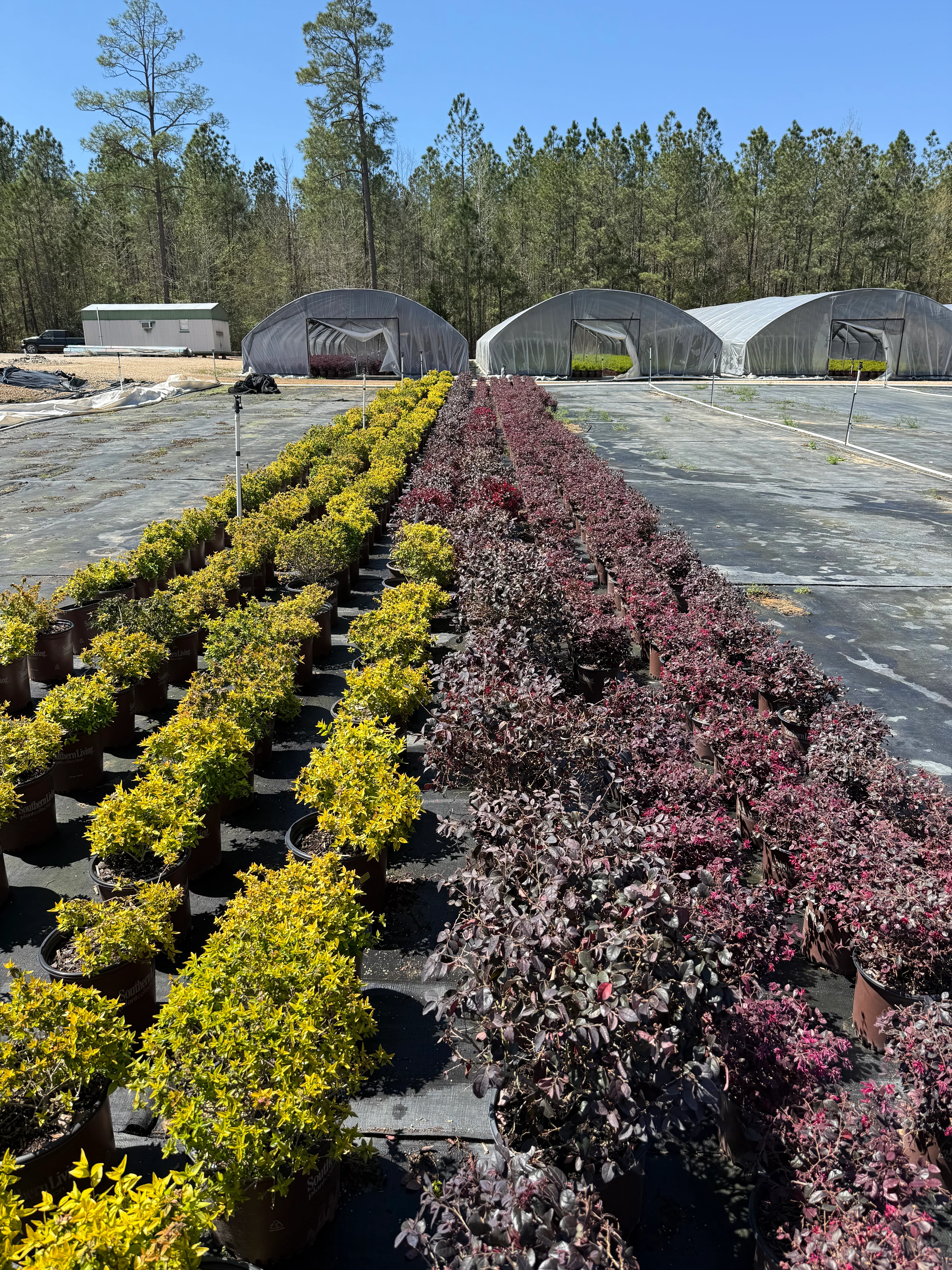 Red Diamond Loropetalum™ - Image 4