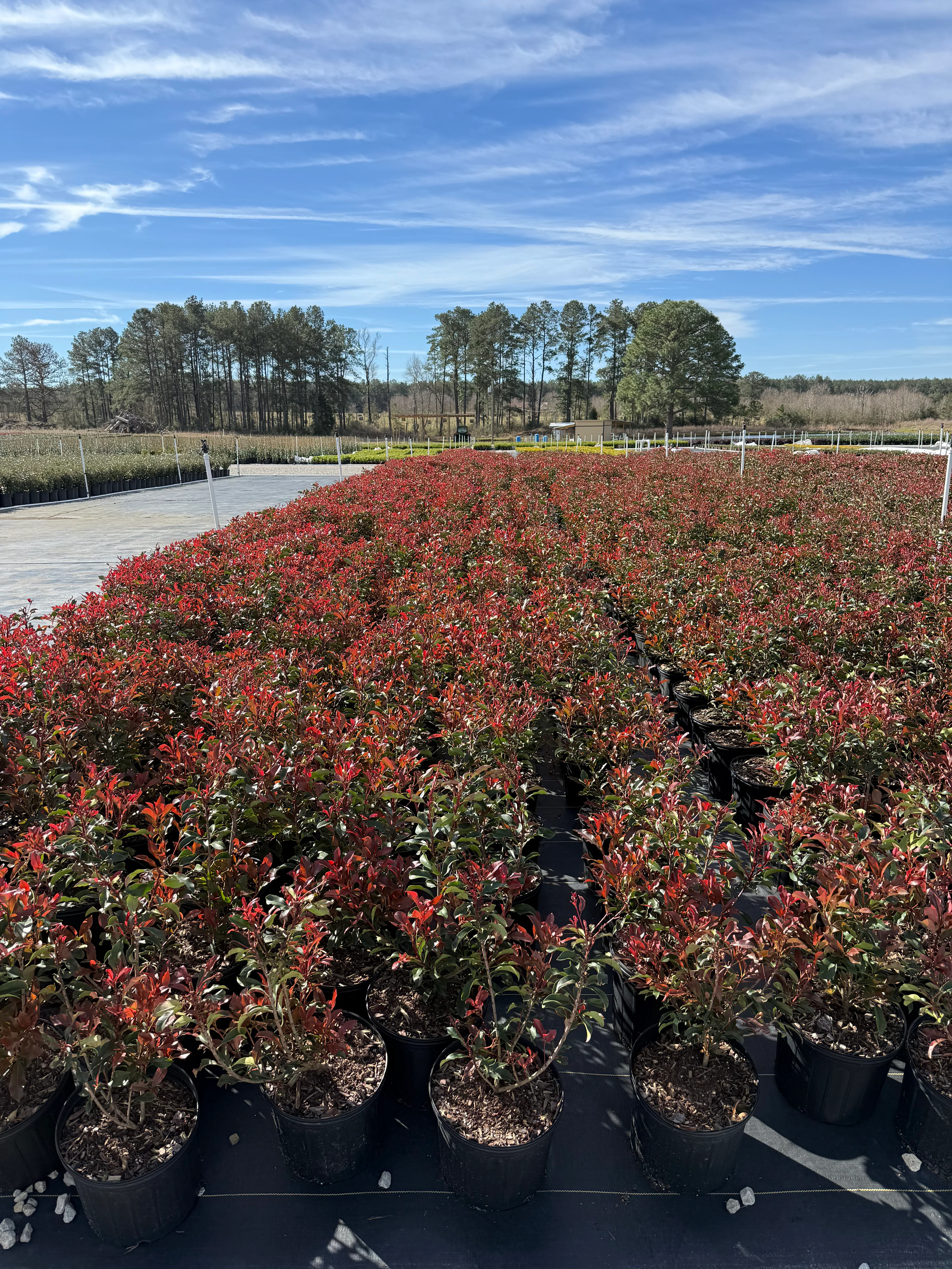 Red Tip Photinia Frazeri - Image 10