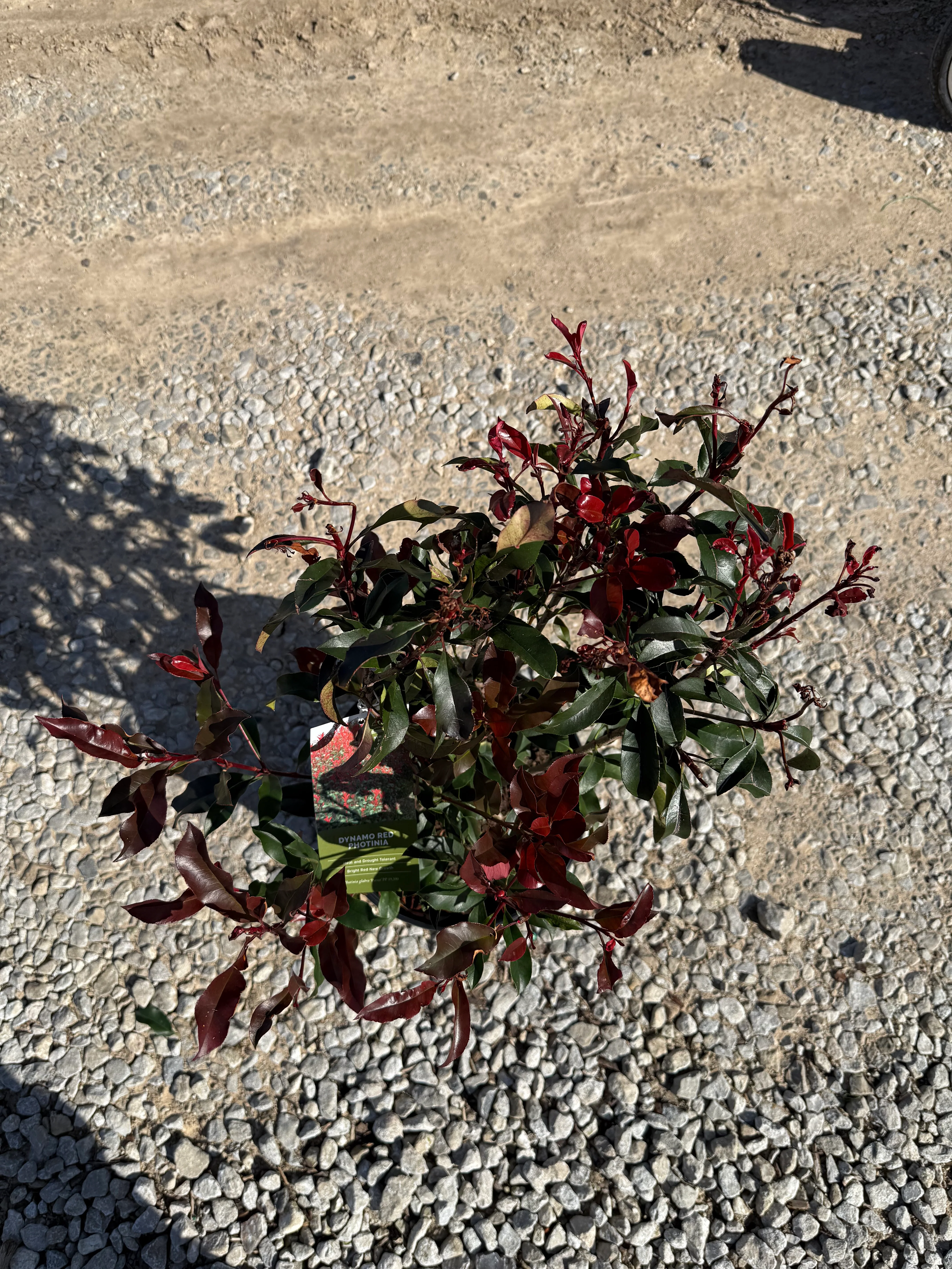 Red Tip Photinia Frazeri - Image 11