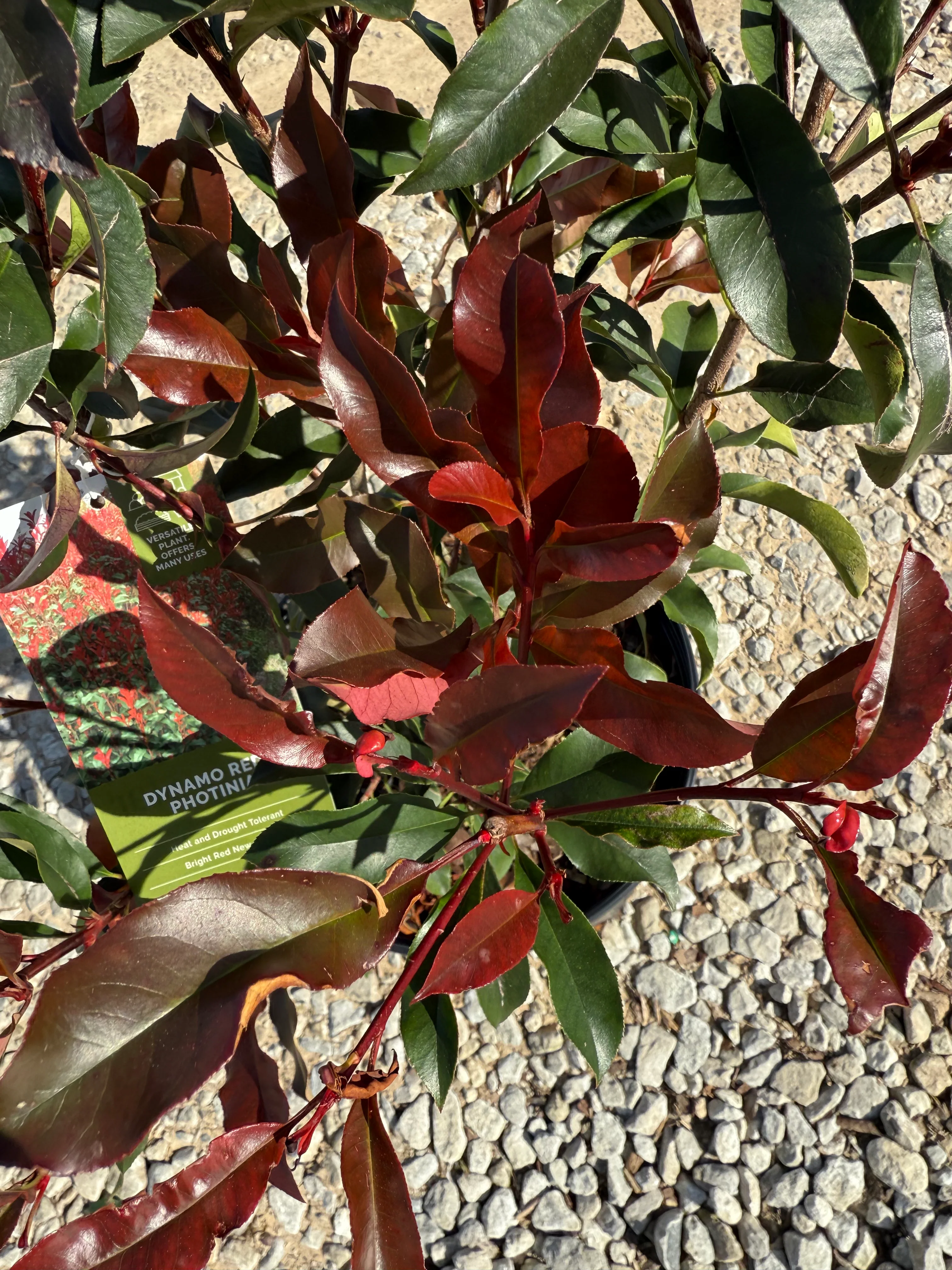 Red Tip Photinia Frazeri - Image 12