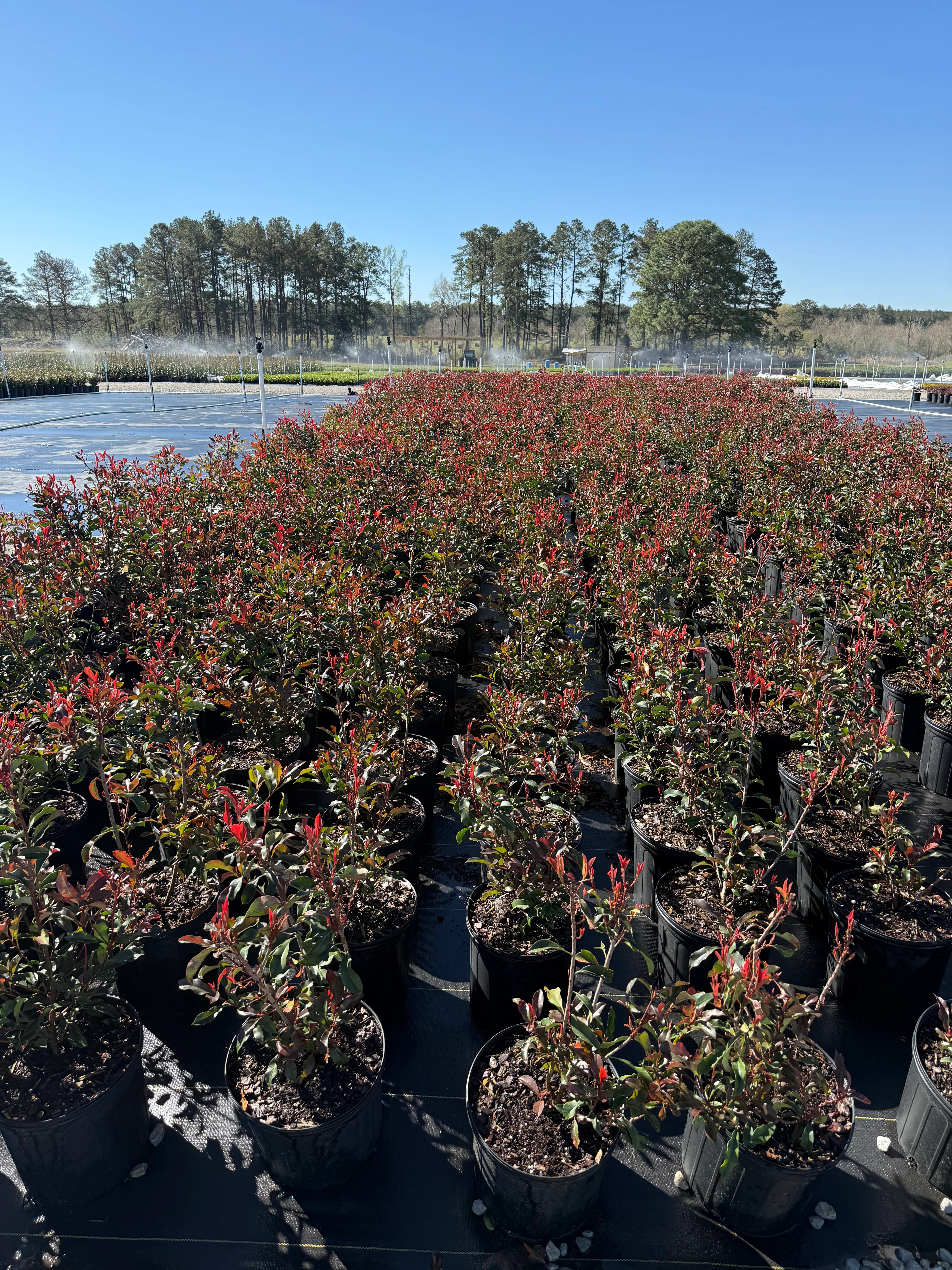 Red Tip Photinia Frazeri - Image 13