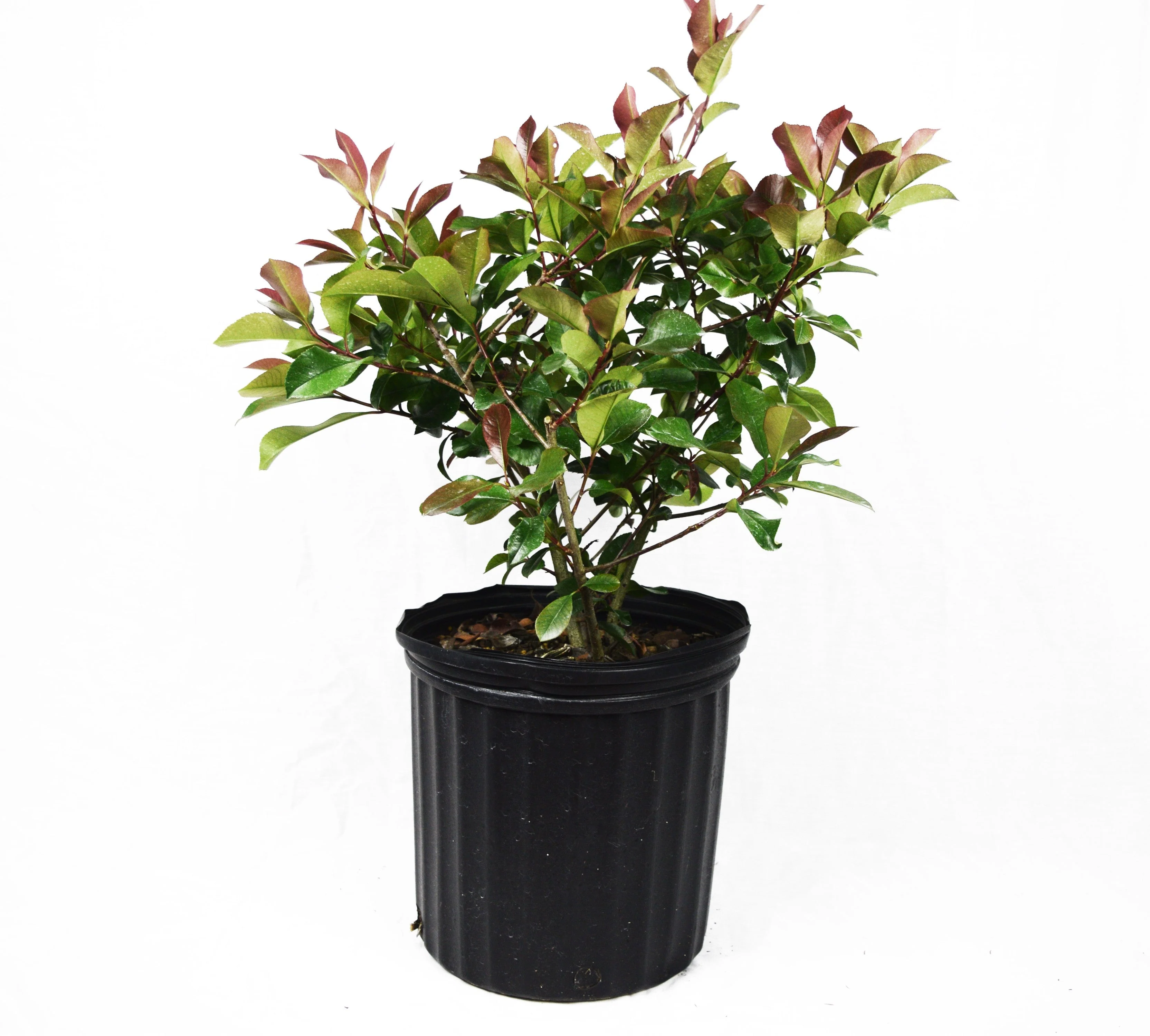 Red Tip Photinia Frazeri - Image 14