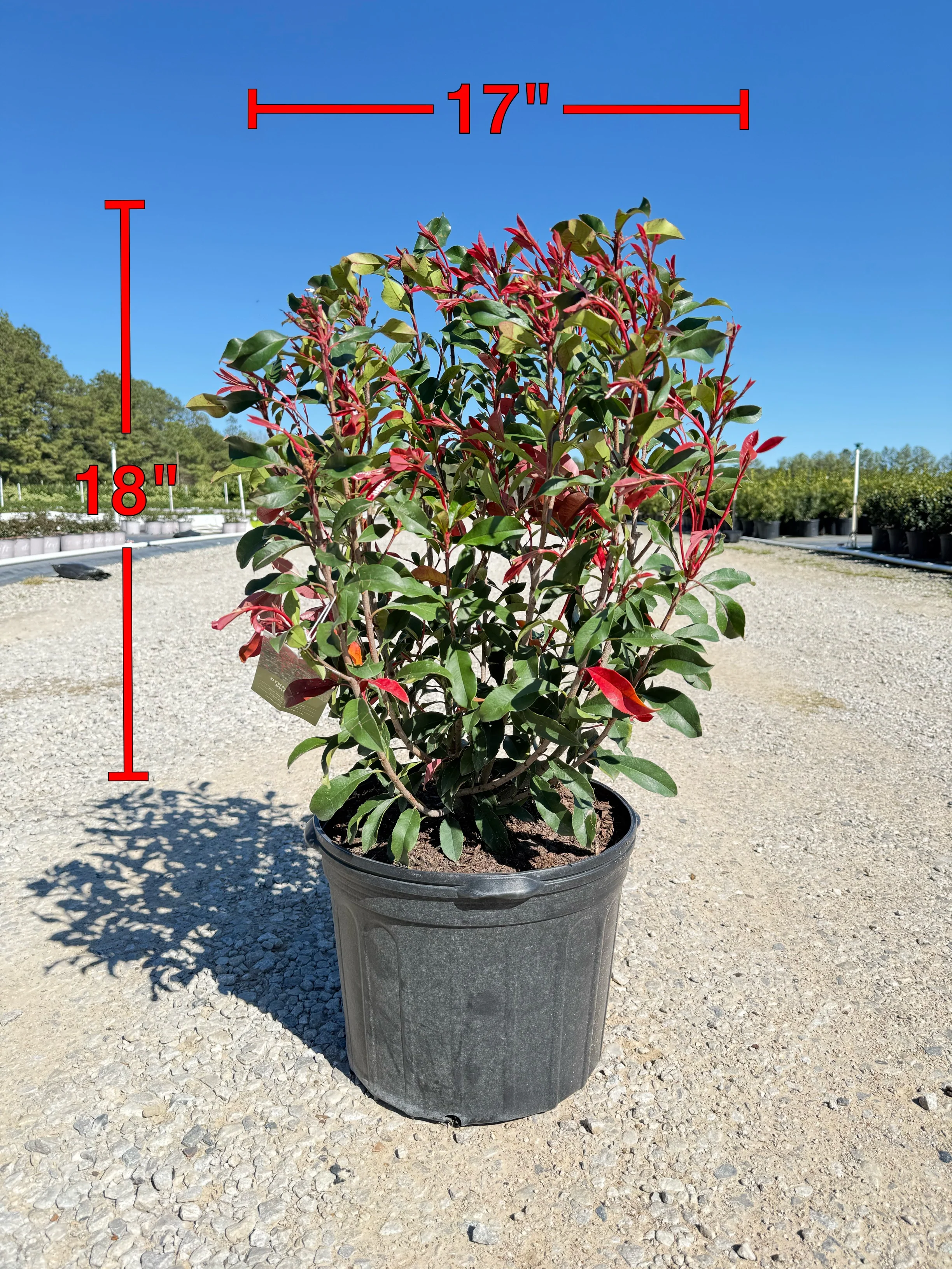 Red Tip Photinia Frazeri - Image 3