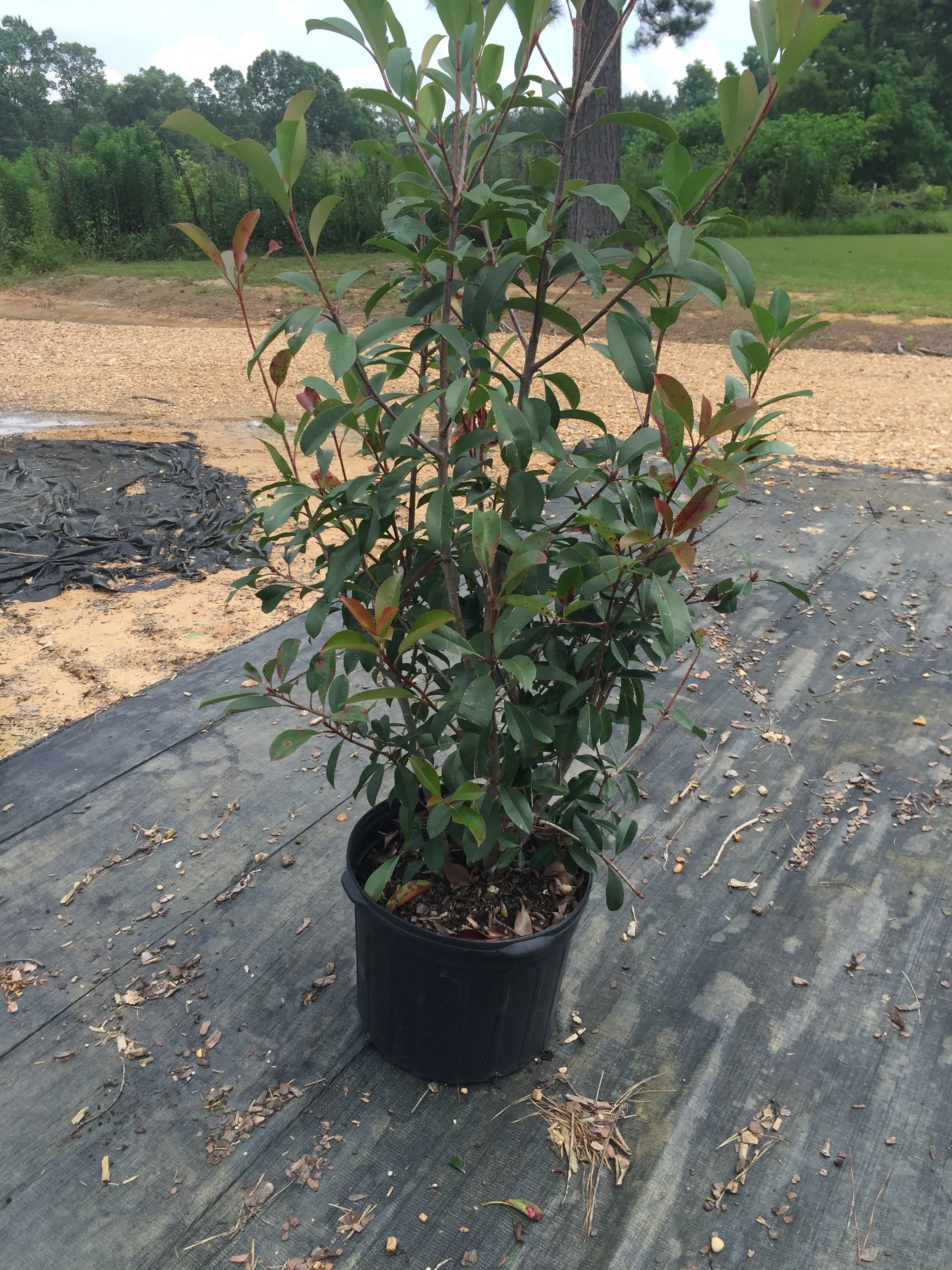 Red Tip Photinia Frazeri - Image 4