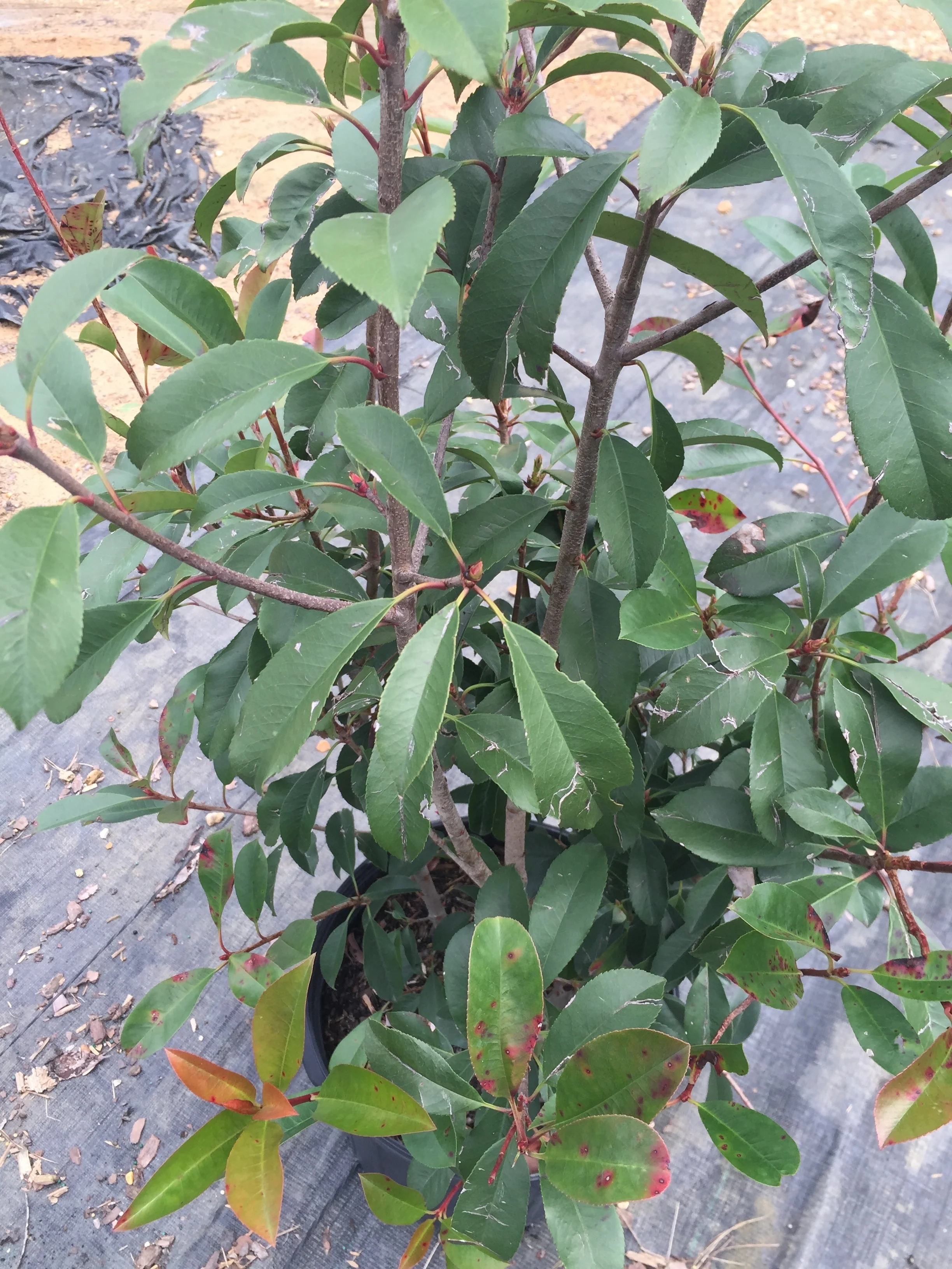 Red Tip Photinia Frazeri - Image 5